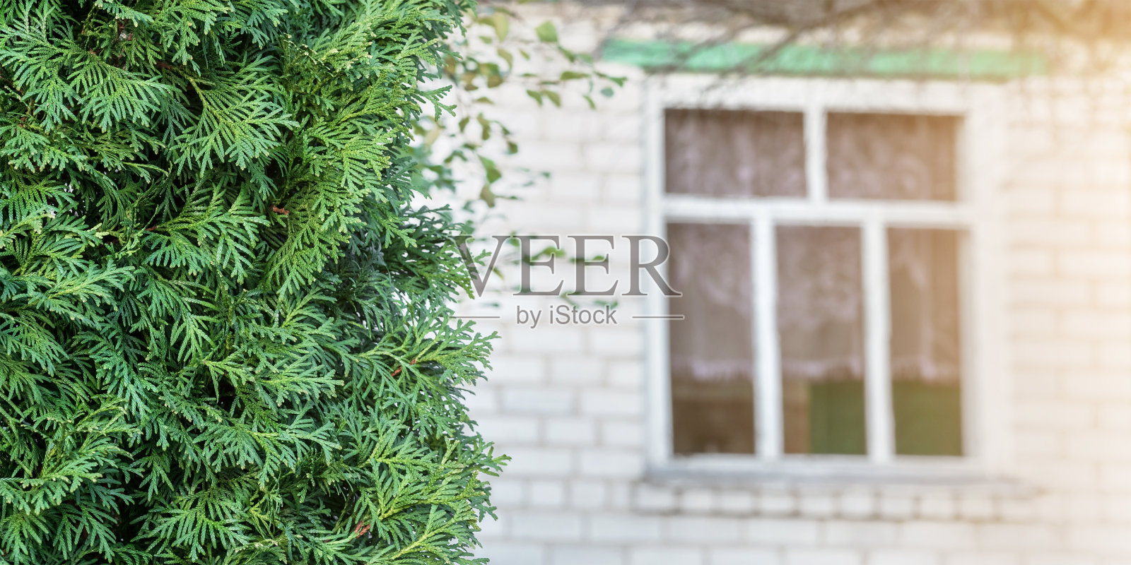 乡村边砖房的前景上有一棵高高的绿柏树照片摄影图片