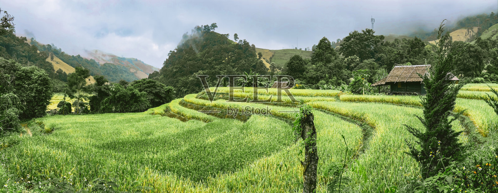 泰国清迈省的Doi inthanon国家公园的水稻梯田照片摄影图片