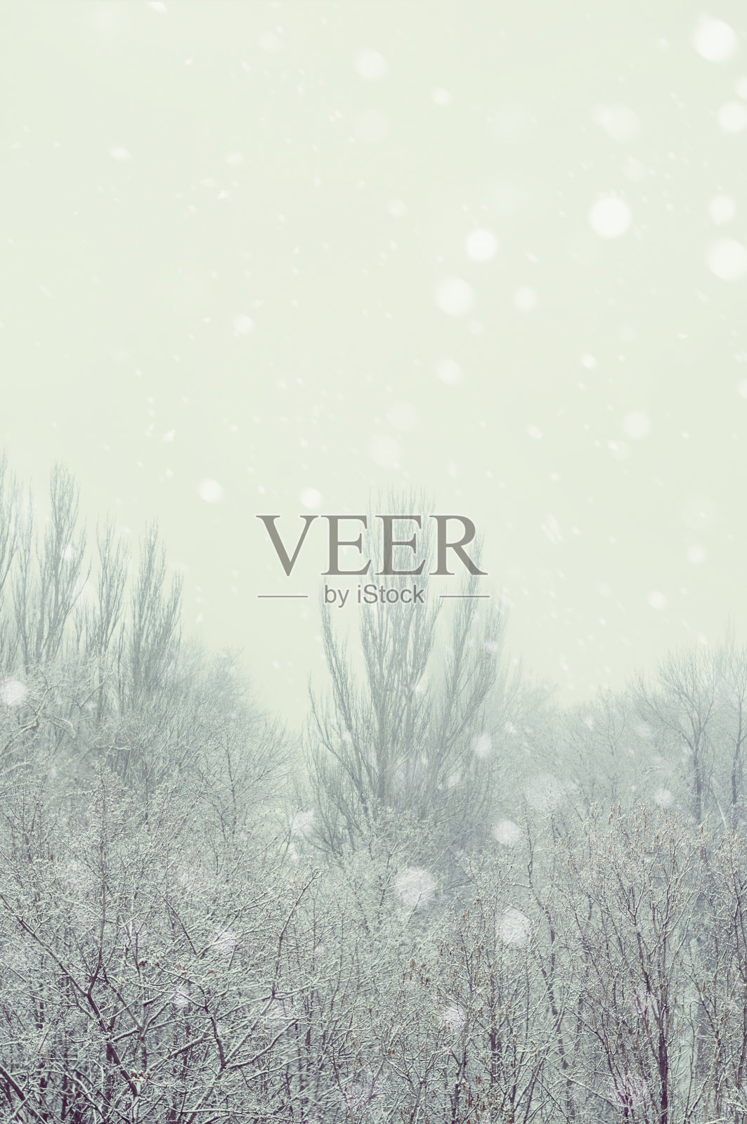 冬季城市的霜冻景观-覆盖着雪的树木在雾的背景照片摄影图片