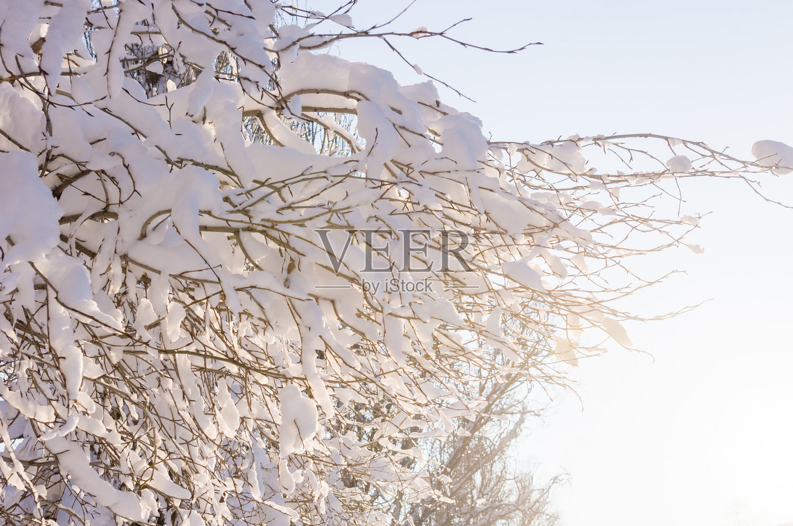 冬天的风景-树枝上的雪和冰柱在明亮的阳光下闪闪发光照片摄影图片