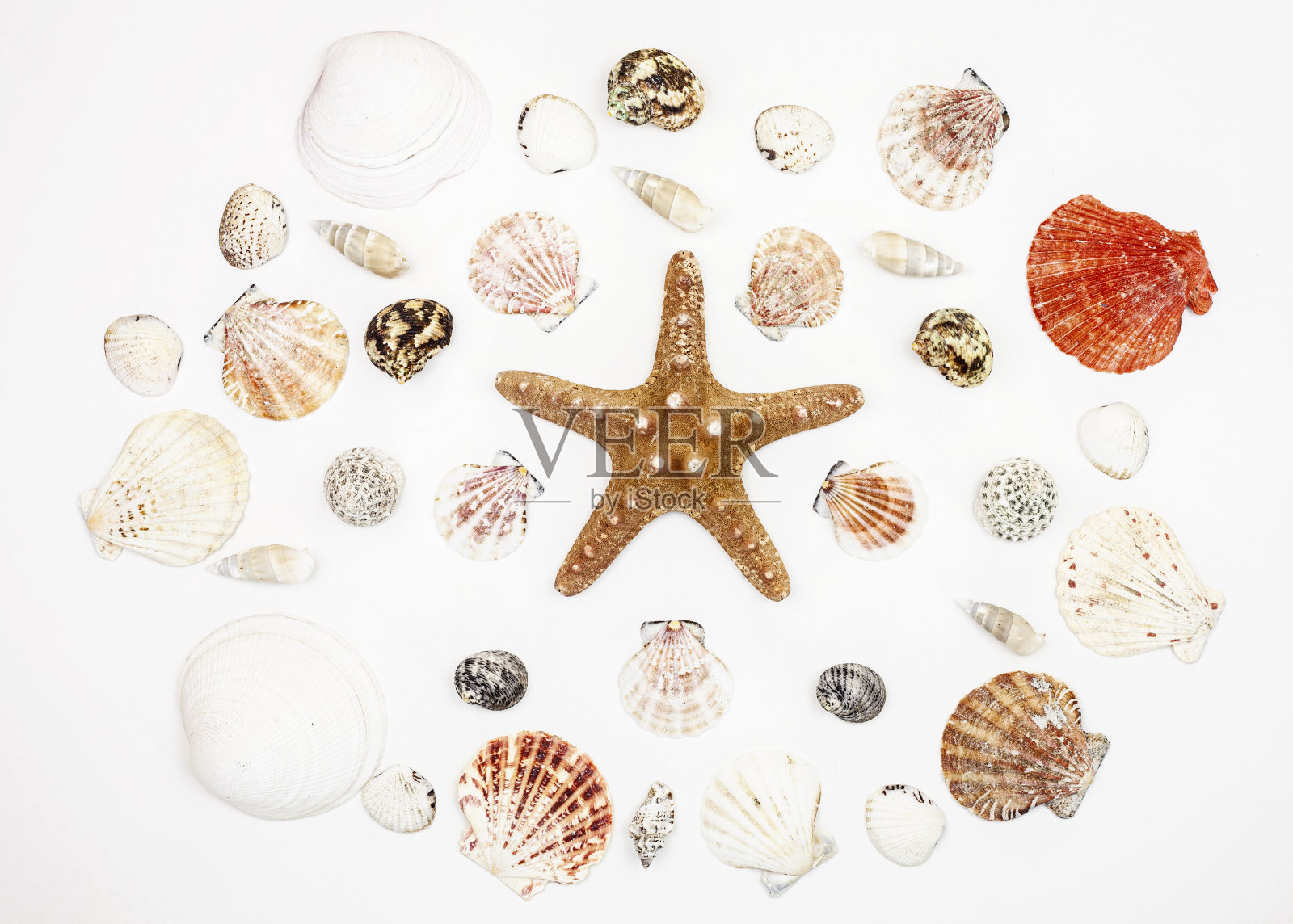 由奇异的海贝和海星组成的白色背景。前视图。照片摄影图片