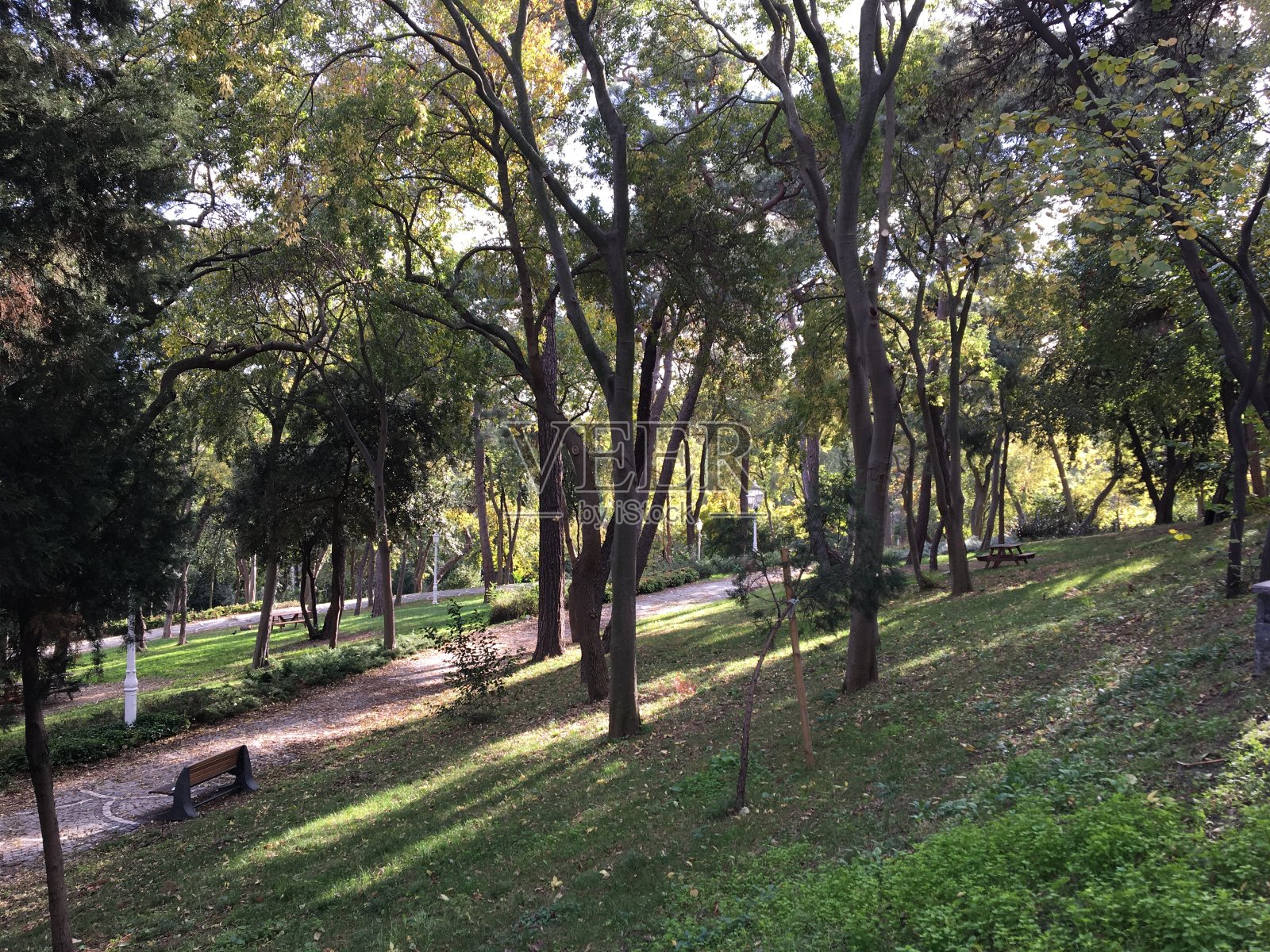 公园森林里的秋叶使大自然变黄了照片摄影图片