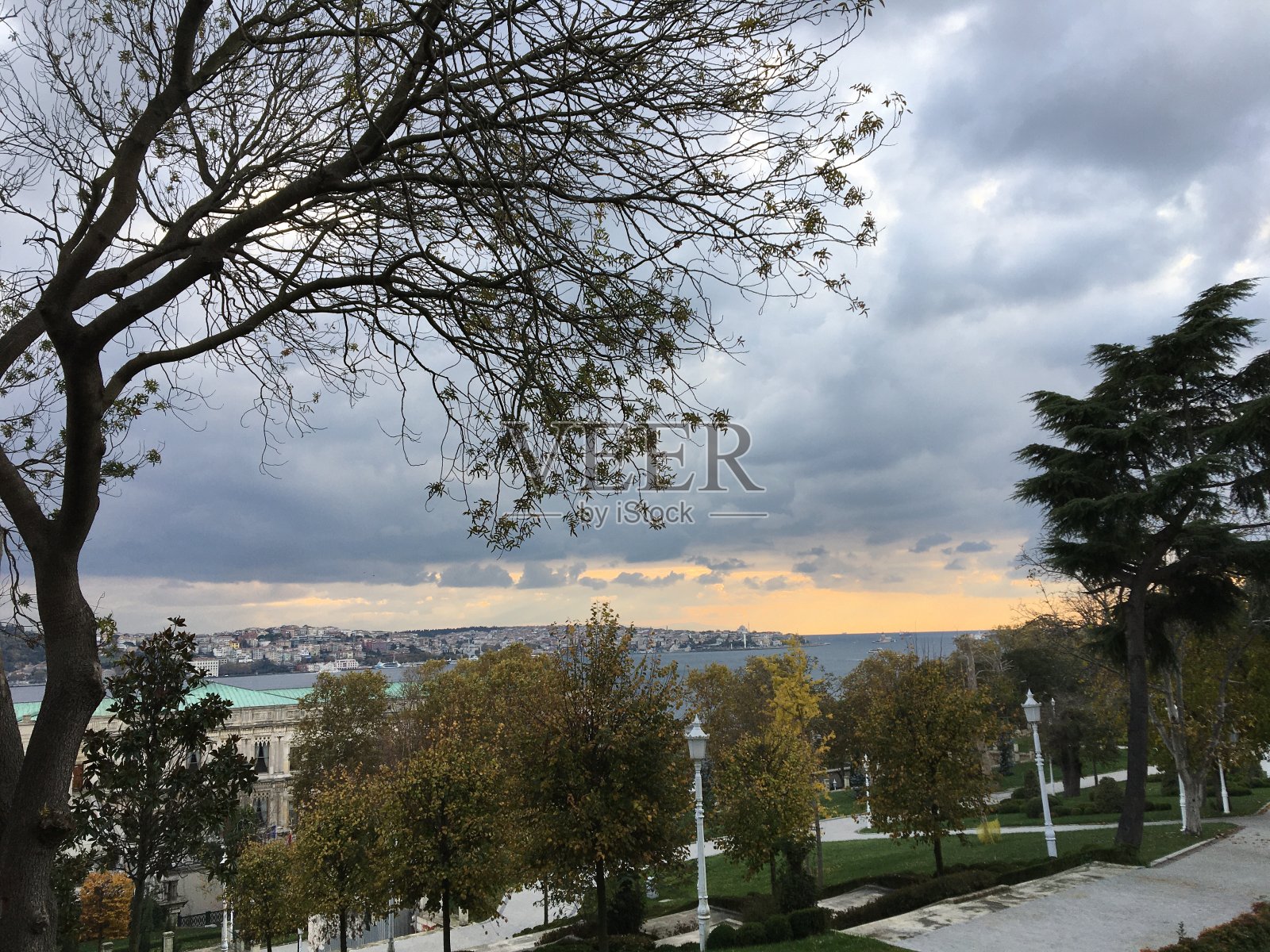 秋天的树叶在公园的森林里，黄色的树叶自然美丽照片摄影图片