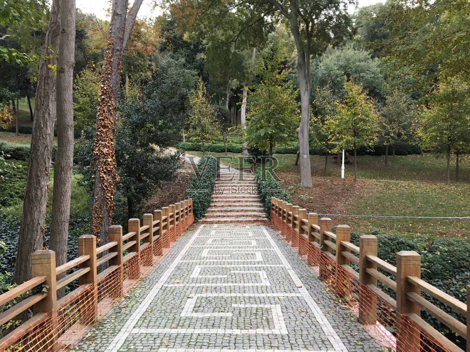 秋天的树叶在公园的森林里，黄色的树叶自然美丽照片摄影图片