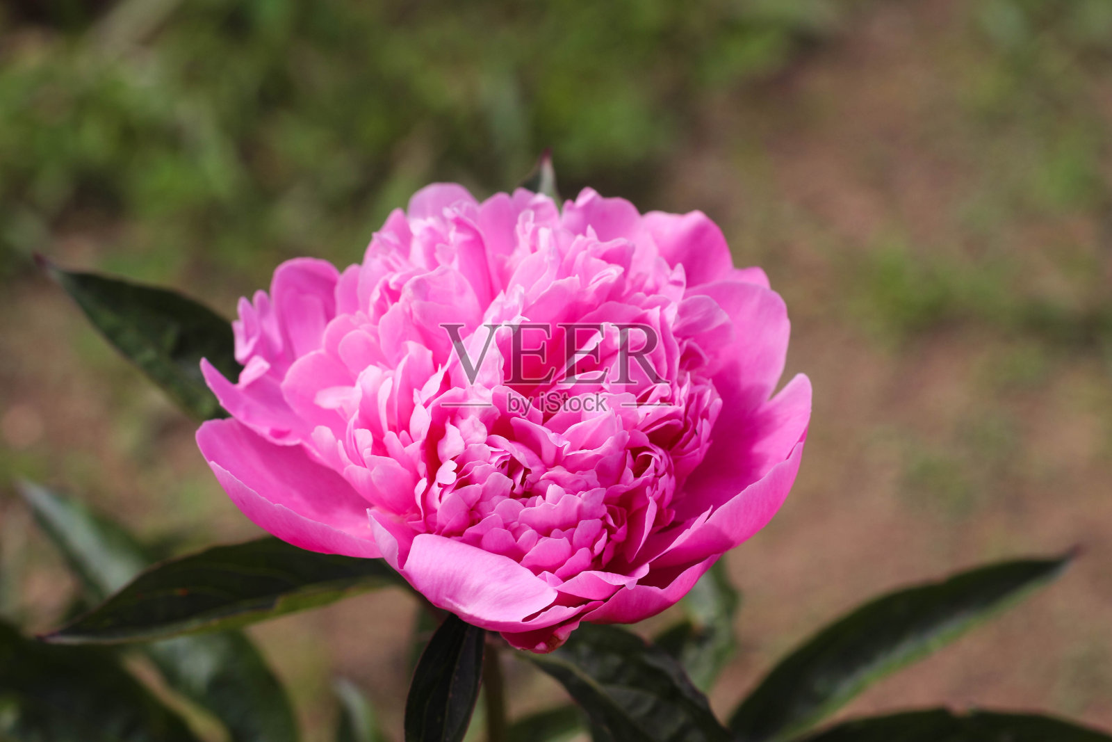 一个美丽的粉红色牡丹花的特写。照片摄影图片