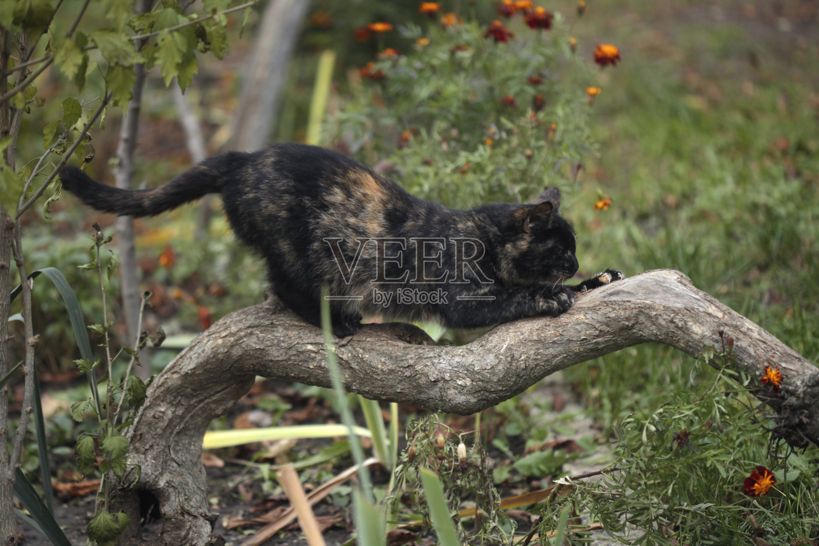 野猫的肖像照片摄影图片