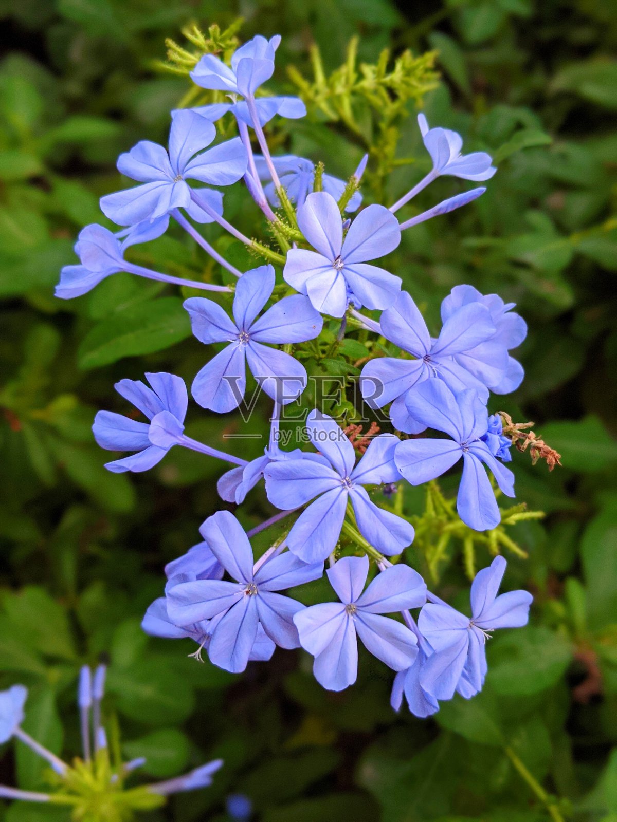 淡紫色蓝雪花特写照片摄影图片