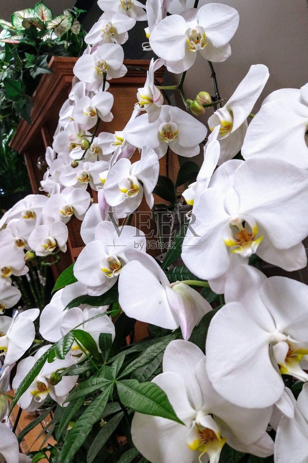 流动的花朵照片摄影图片