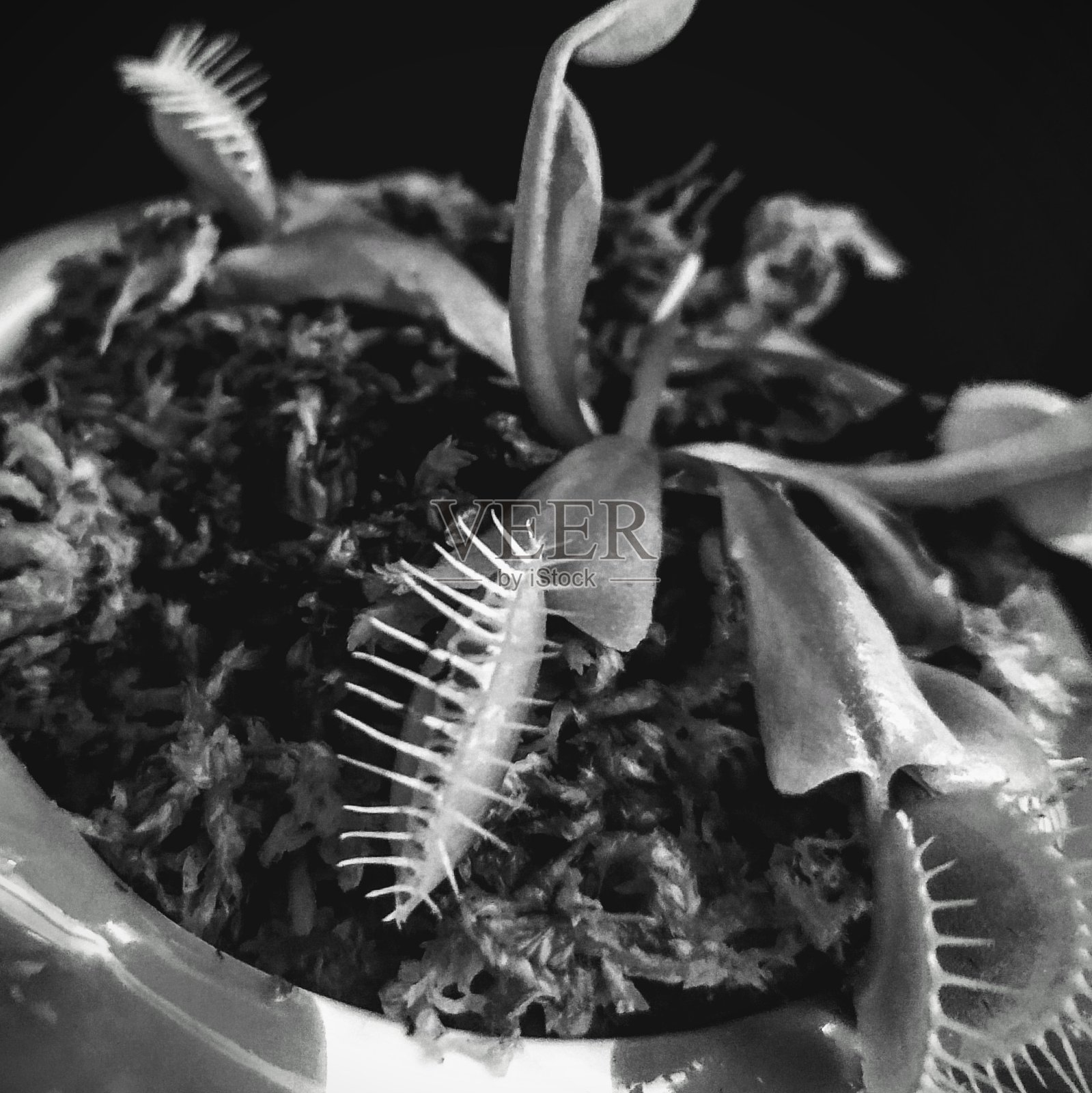 大白鲨照片摄影图片