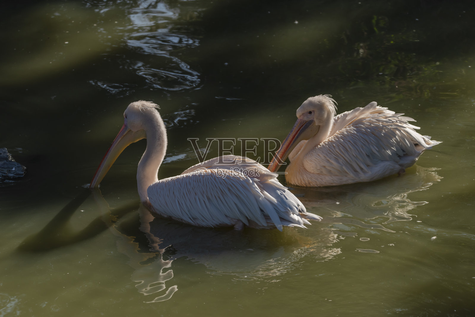 秋天的早晨，在阳光明媚的池塘里，鹈鹕在飞翔照片摄影图片