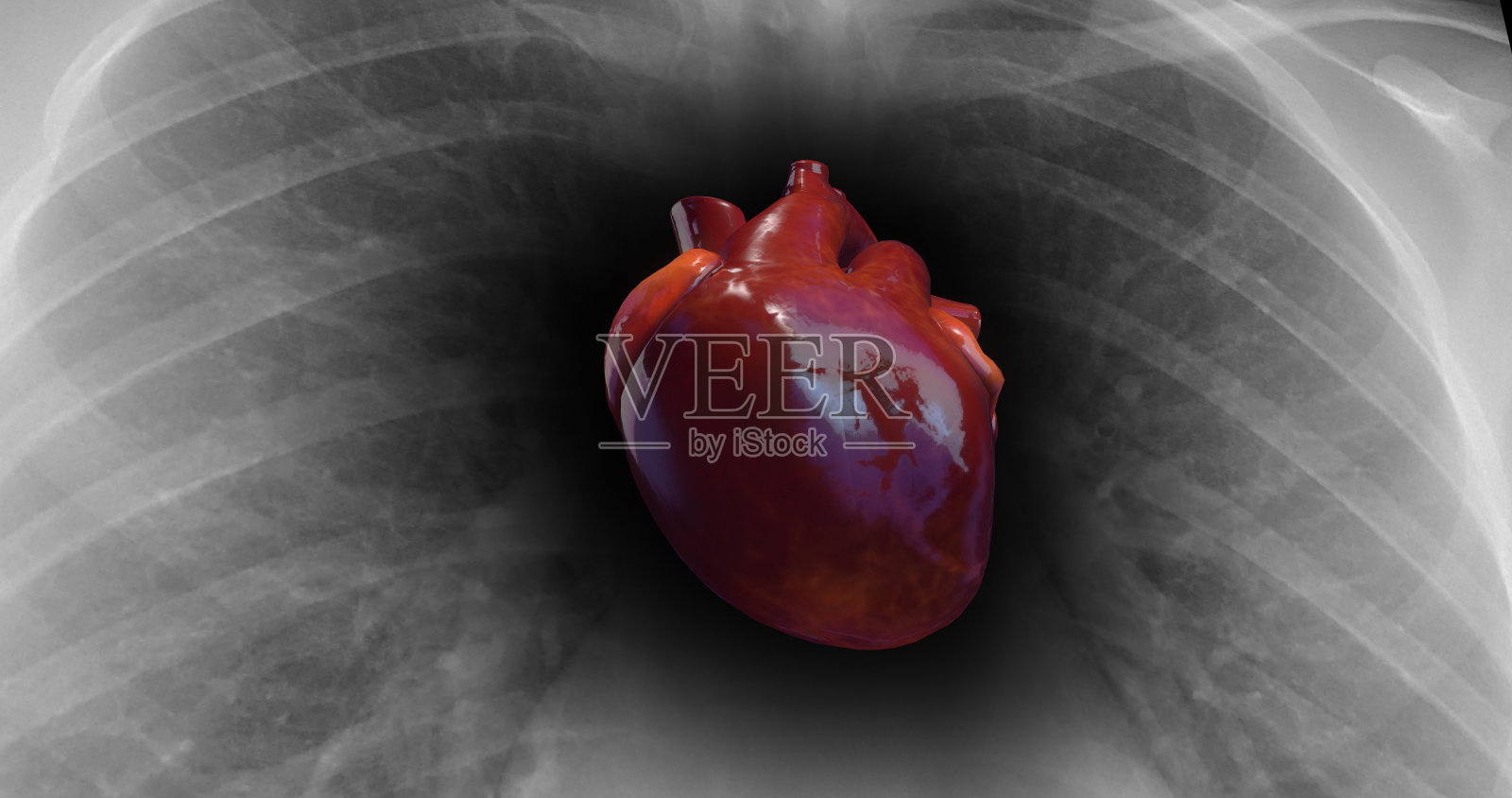 健康的心脏在跳动。背景上的x射线骨架。3D插图渲染照片摄影图片
