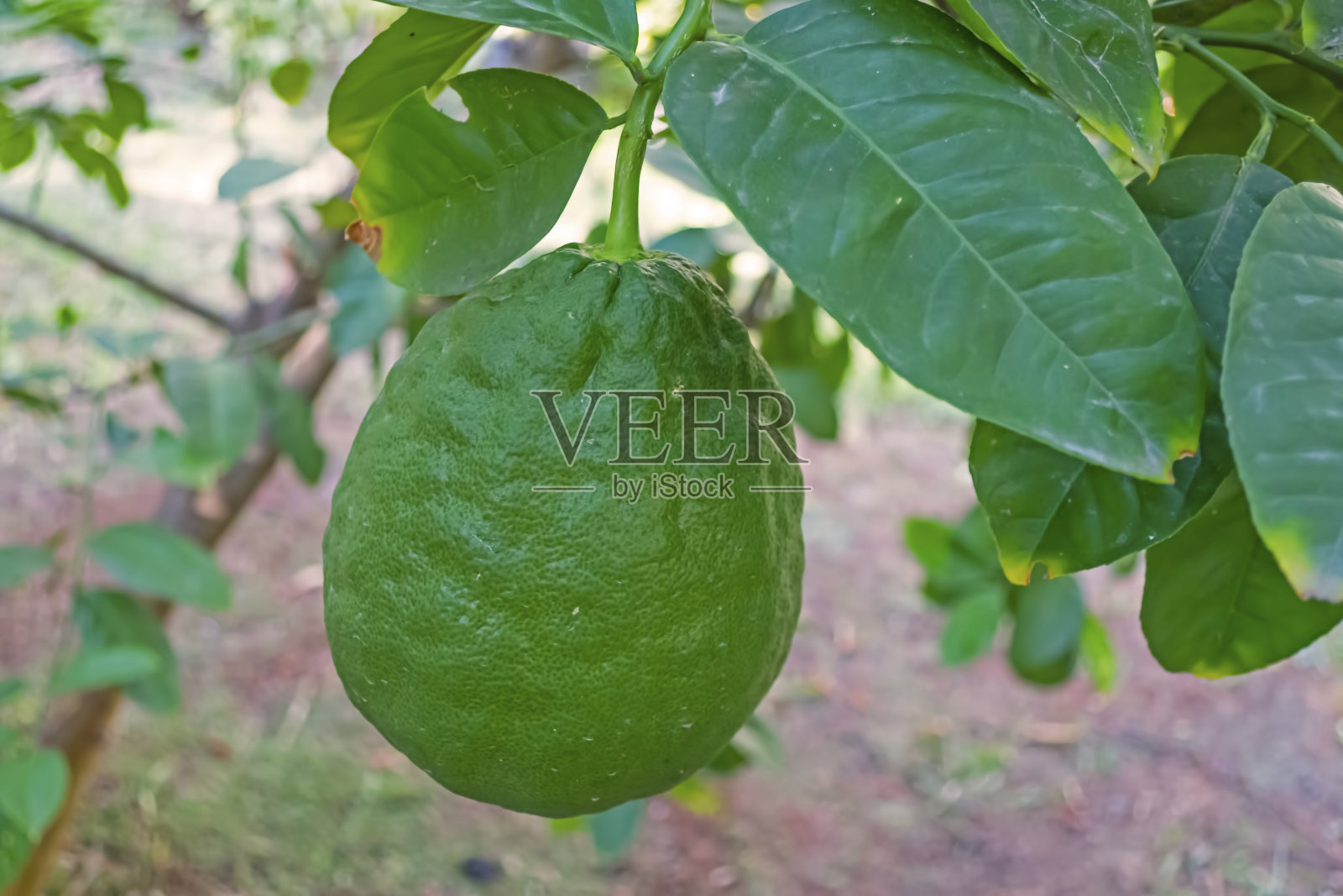 大自然中有柠檬水果和绿叶照片摄影图片