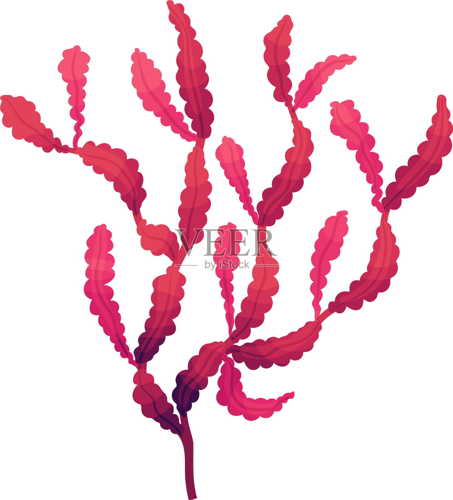 生长在海底的多细胞海洋藻类插画图片素材