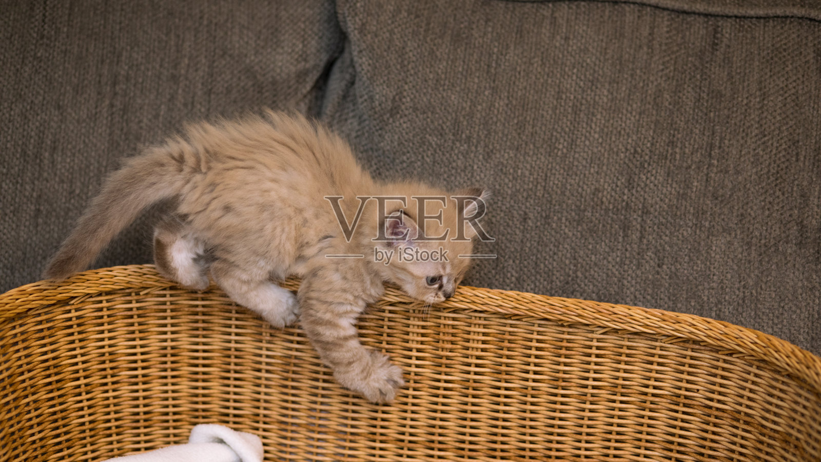 小猫在篮子上保持平衡照片摄影图片