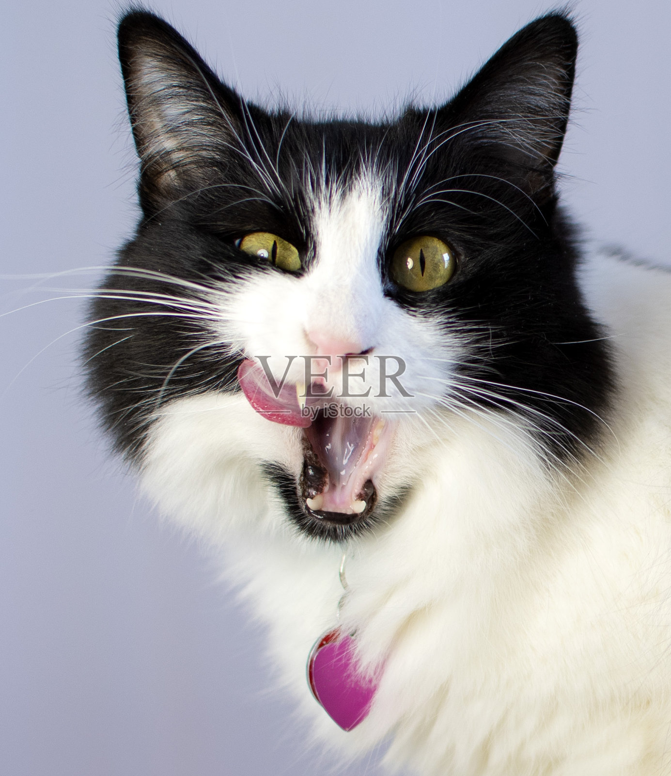 猫做鬼脸照片摄影图片