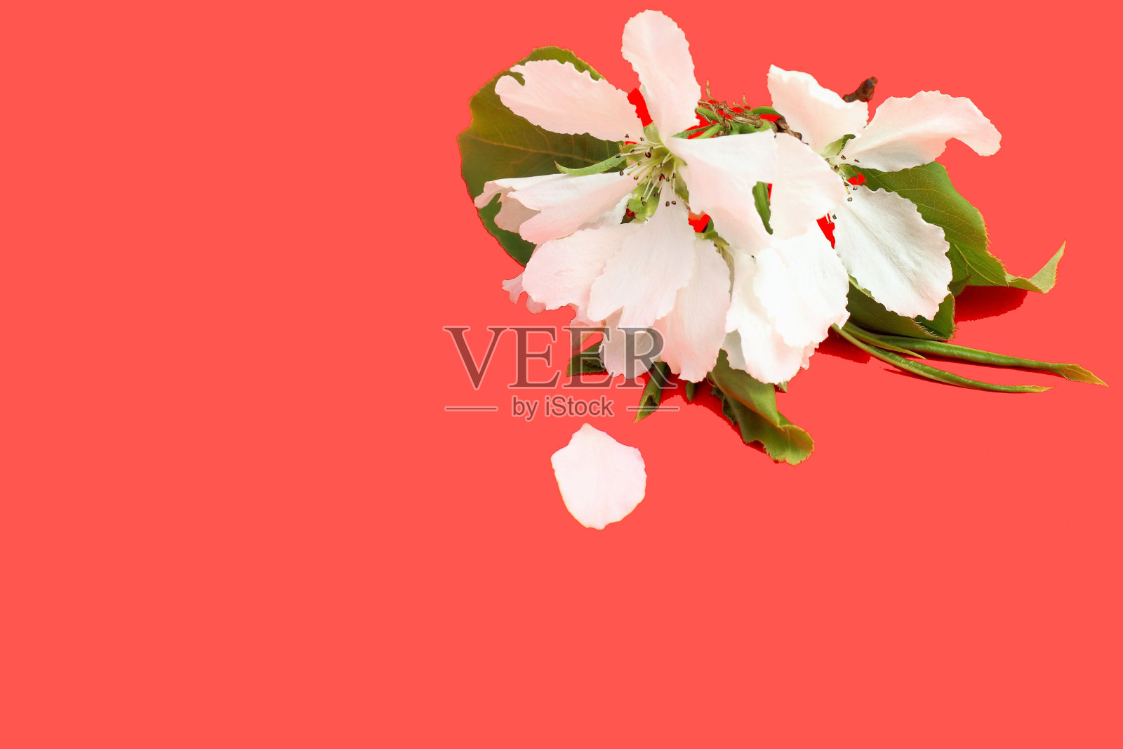 胸花由精致的梨花制成，婚礼或春季概念，红色背景，特写，复制空间。照片摄影图片