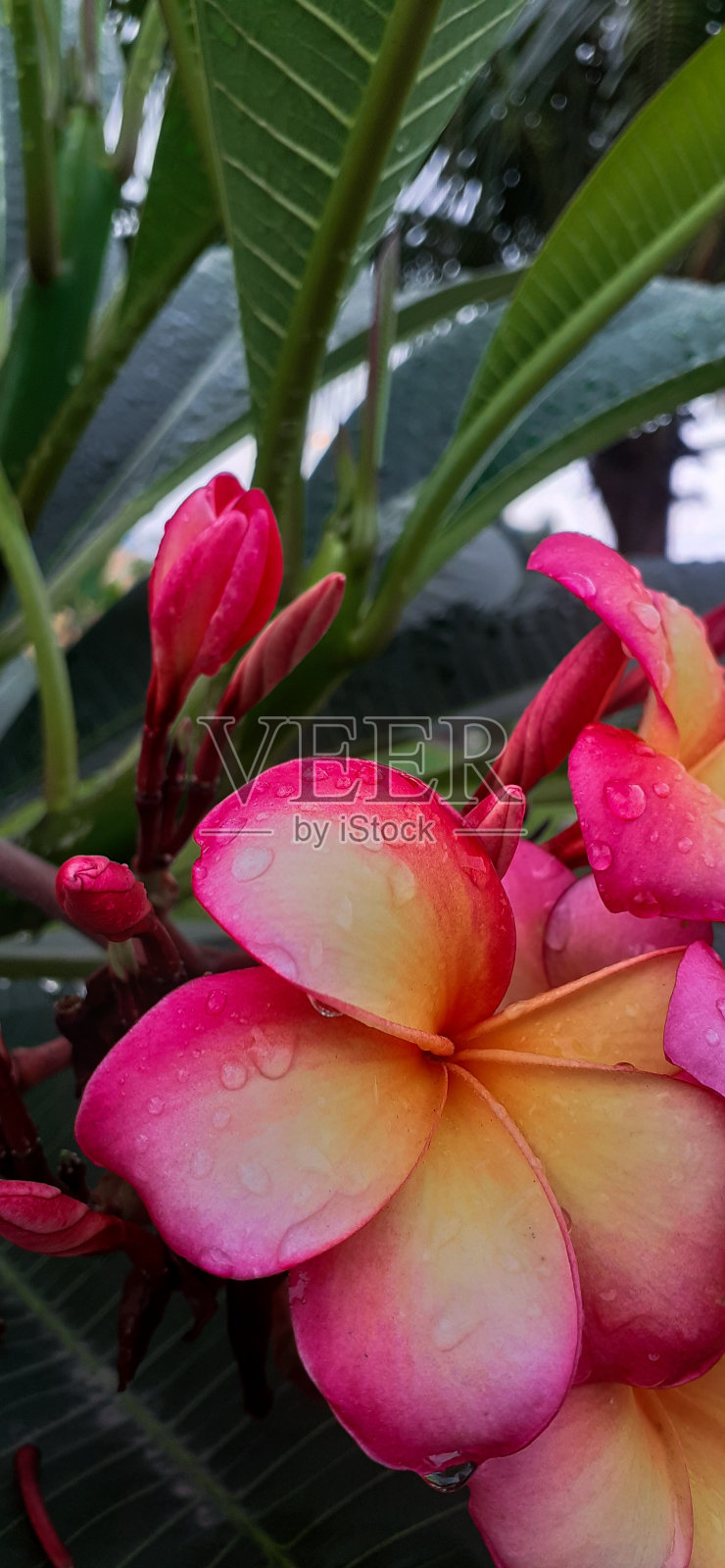 鸡蛋花壁纸照片摄影图片