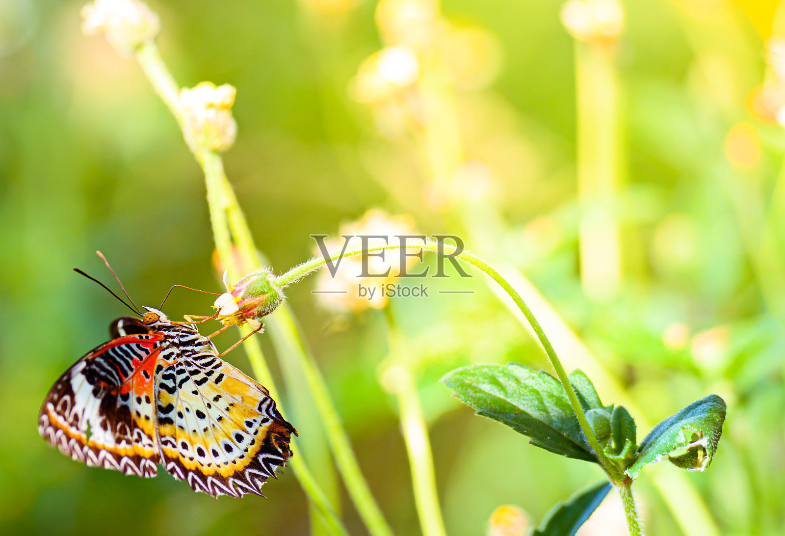 在泰国的花园中，黑色和棕色条纹的蝴蝶站在花上照片摄影图片