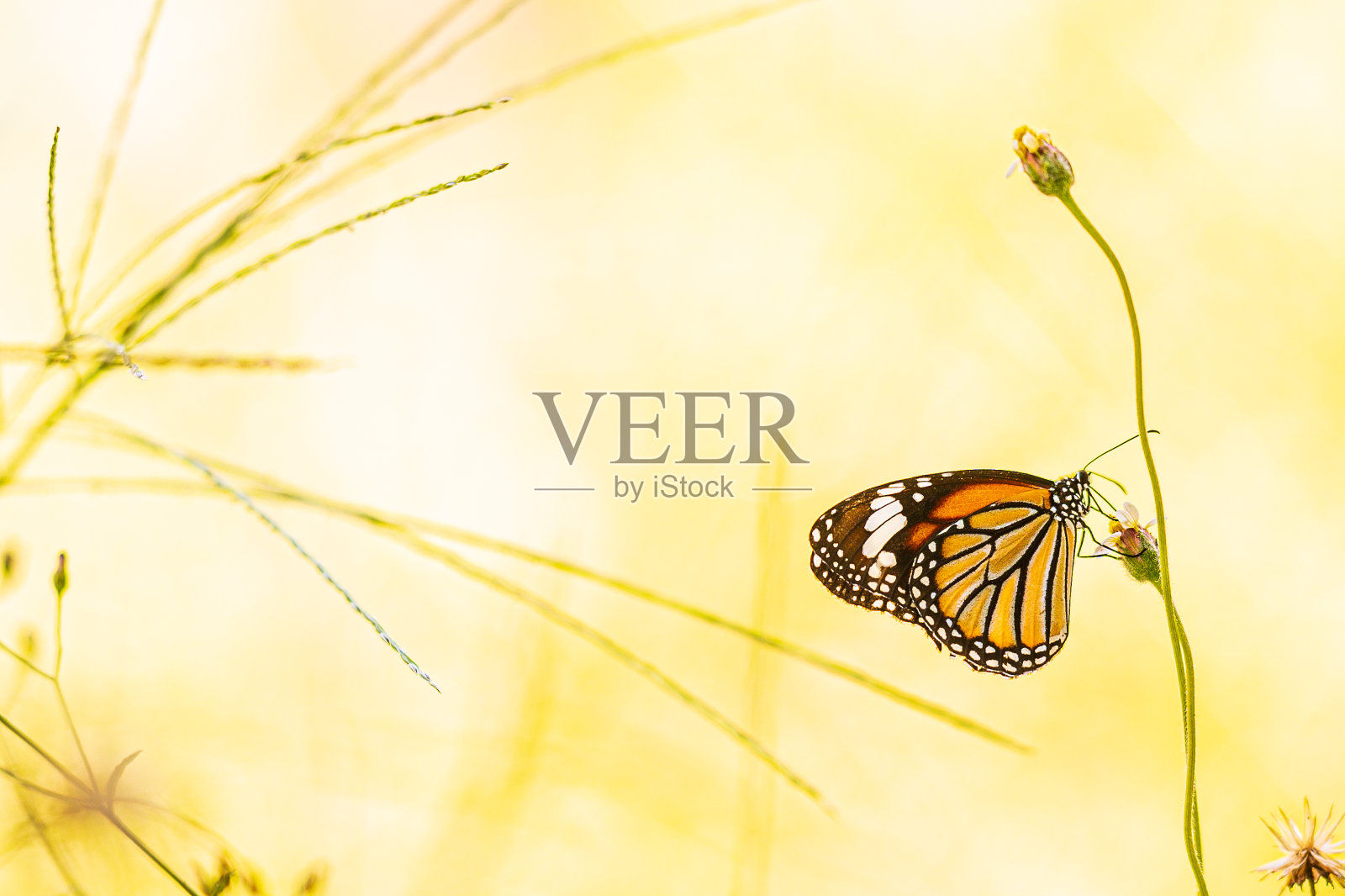 在泰国的花园中，黑色和棕色条纹的蝴蝶站在花上照片摄影图片