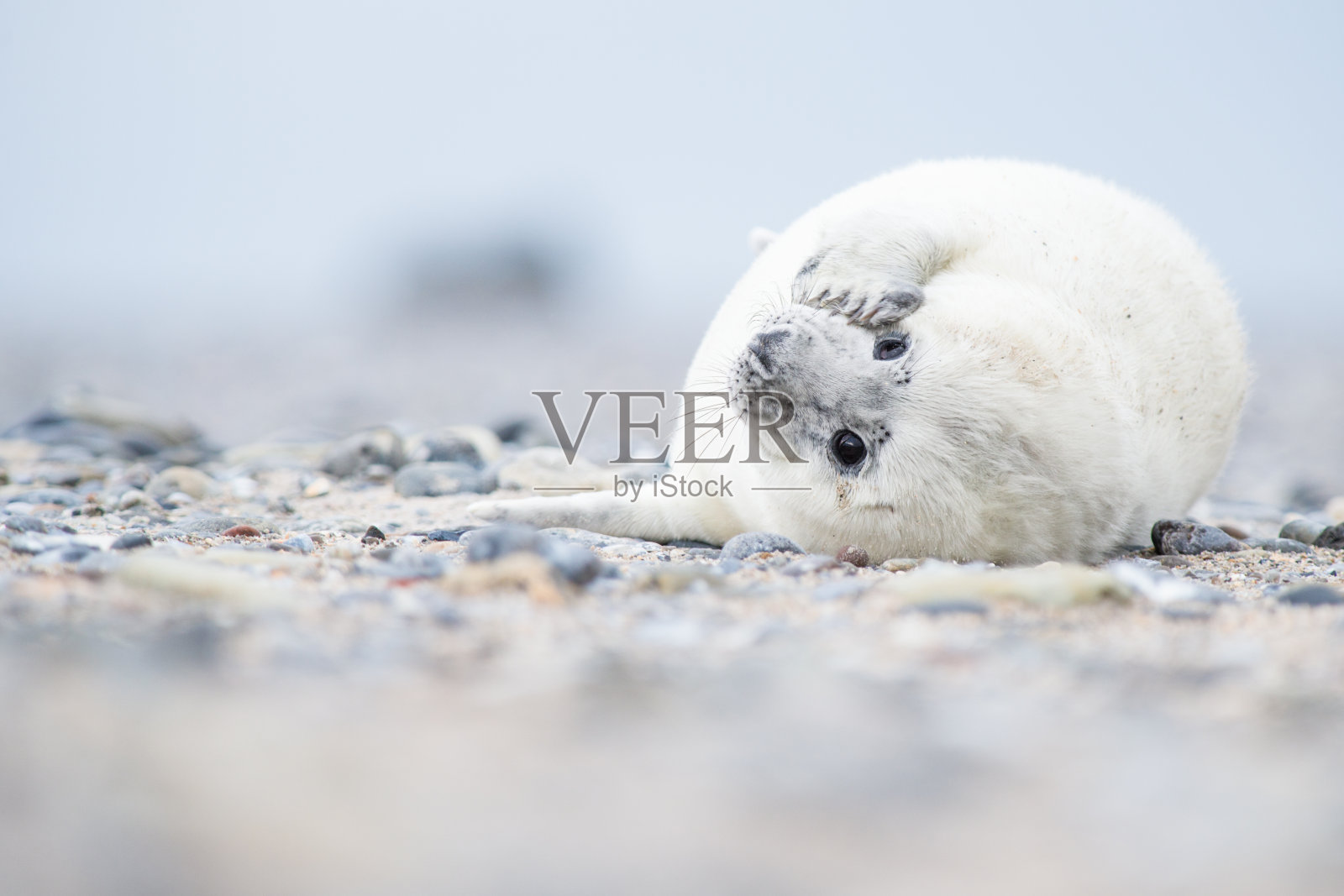 白色的小灰海豹躺在沙滩上，看起来很可爱照片摄影图片