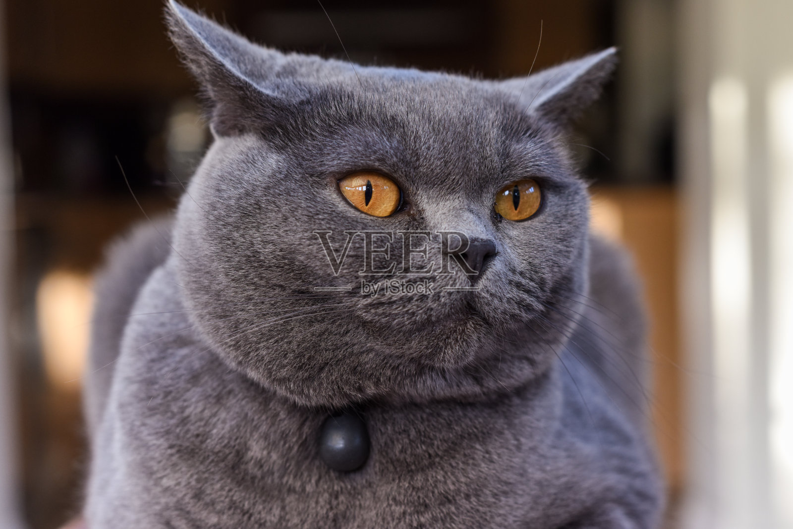 Cat at home in domestic room家里的猫照片摄影图片