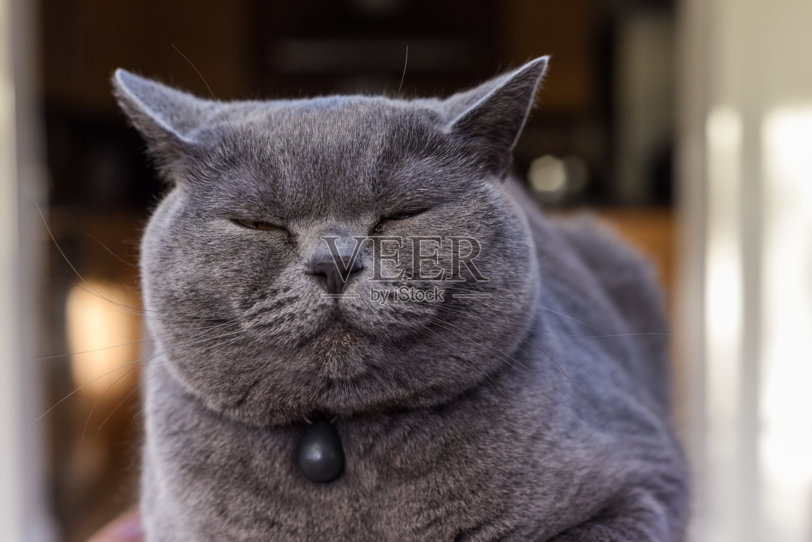 Cat at home in domestic room家里的猫照片摄影图片