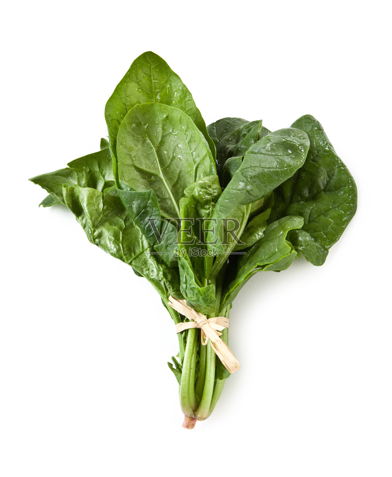一捆新鲜的菠菜放在白色的背景上。菠菜照片摄影图片