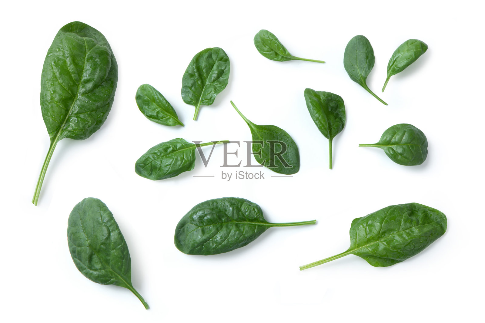 菠菜叶，马齿苋，菠菜，分离照片摄影图片