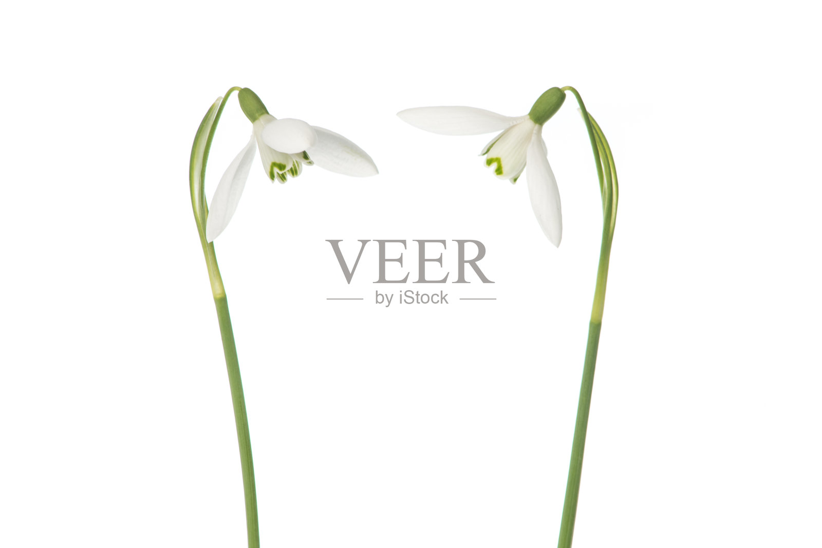 白色背景上的两朵盛开的雪花莲照片摄影图片