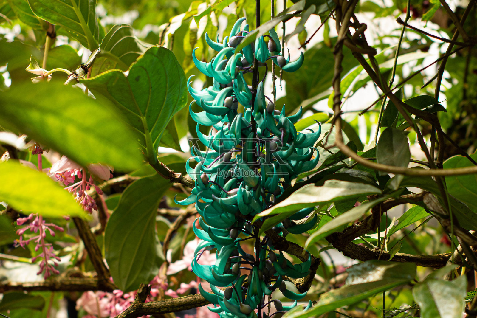 《花儿朵朵》照片摄影图片