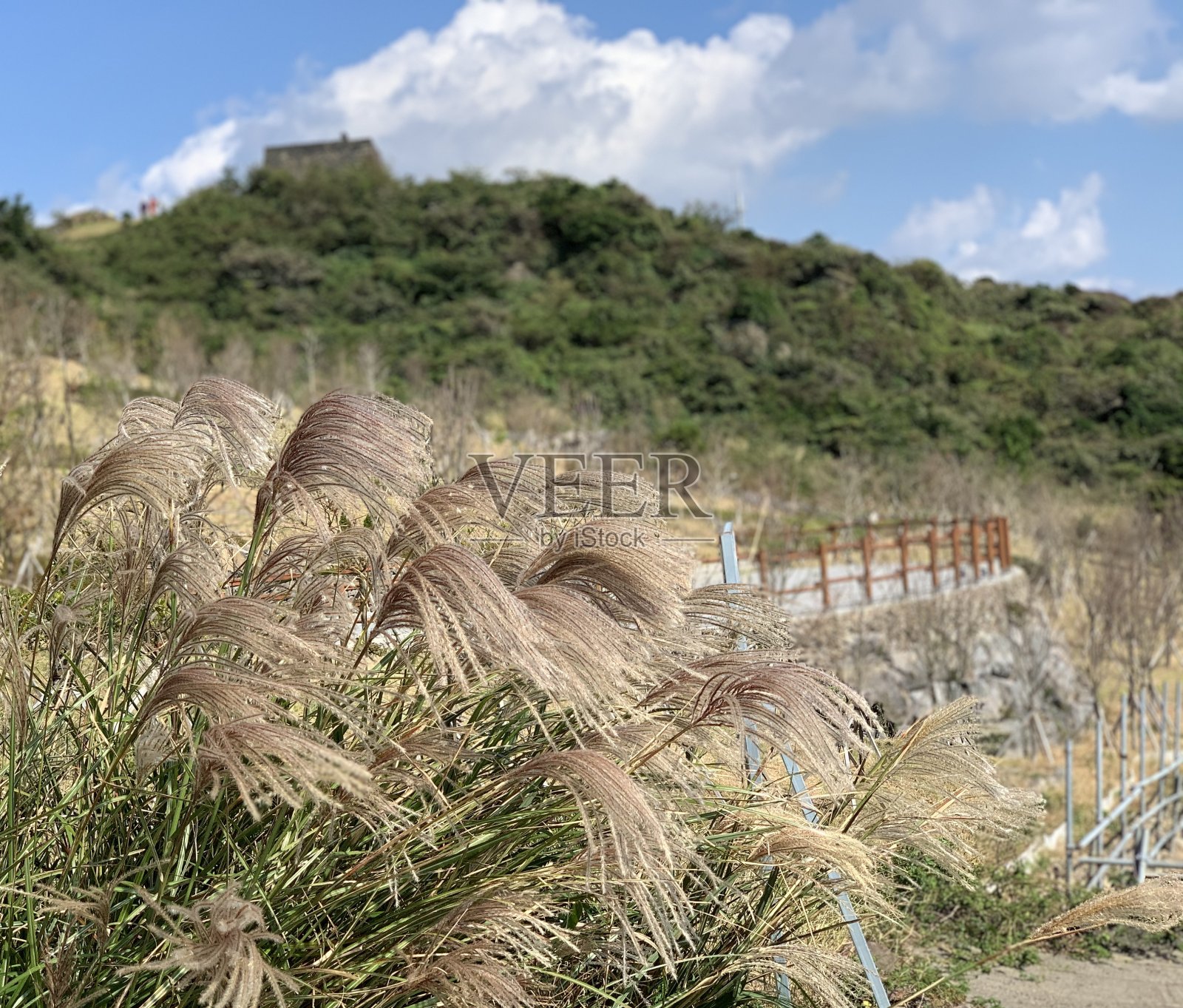 济州岛芦苇田景观照片摄影图片