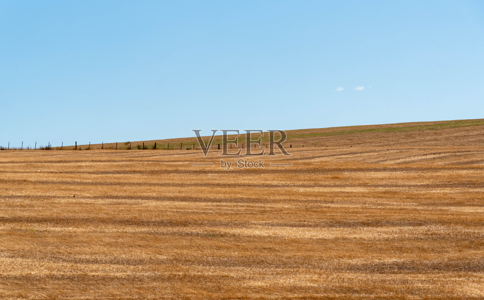 农村景观。播种着黑麦草的田野。蓝天和白云。南美潘帕生物群的景观照片摄影图片