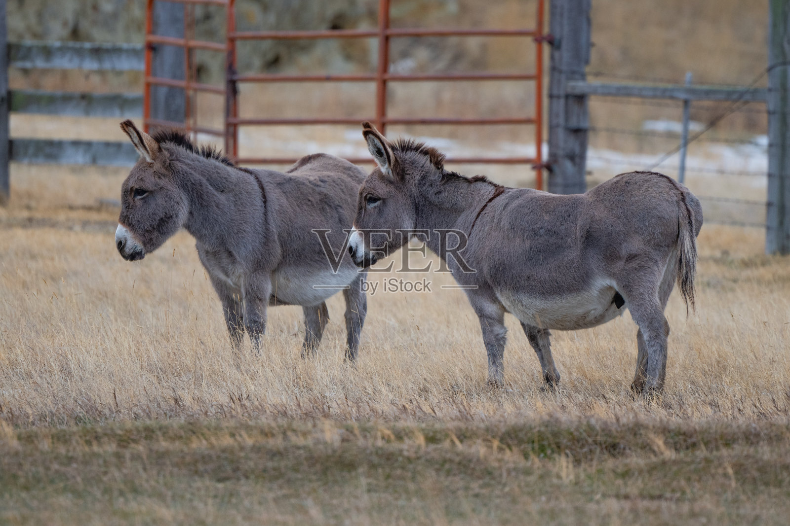 两头驴子转着头看着摄像机照片摄影图片