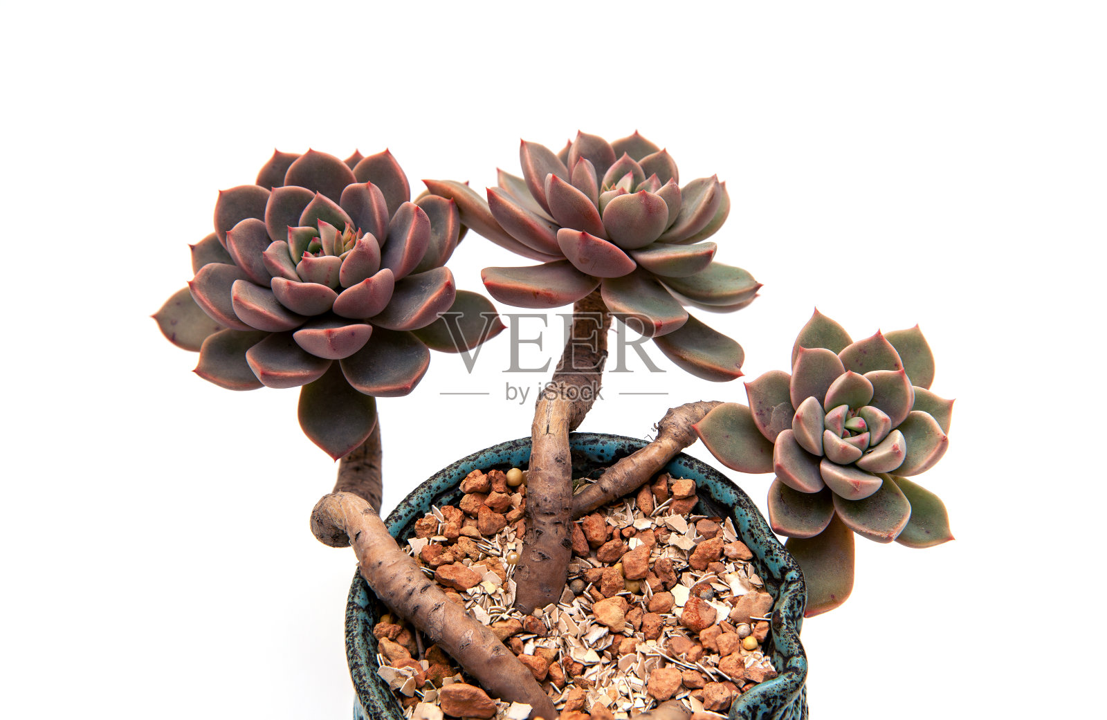 肉质植物在花盆中孤立在白色的背景上照片摄影图片