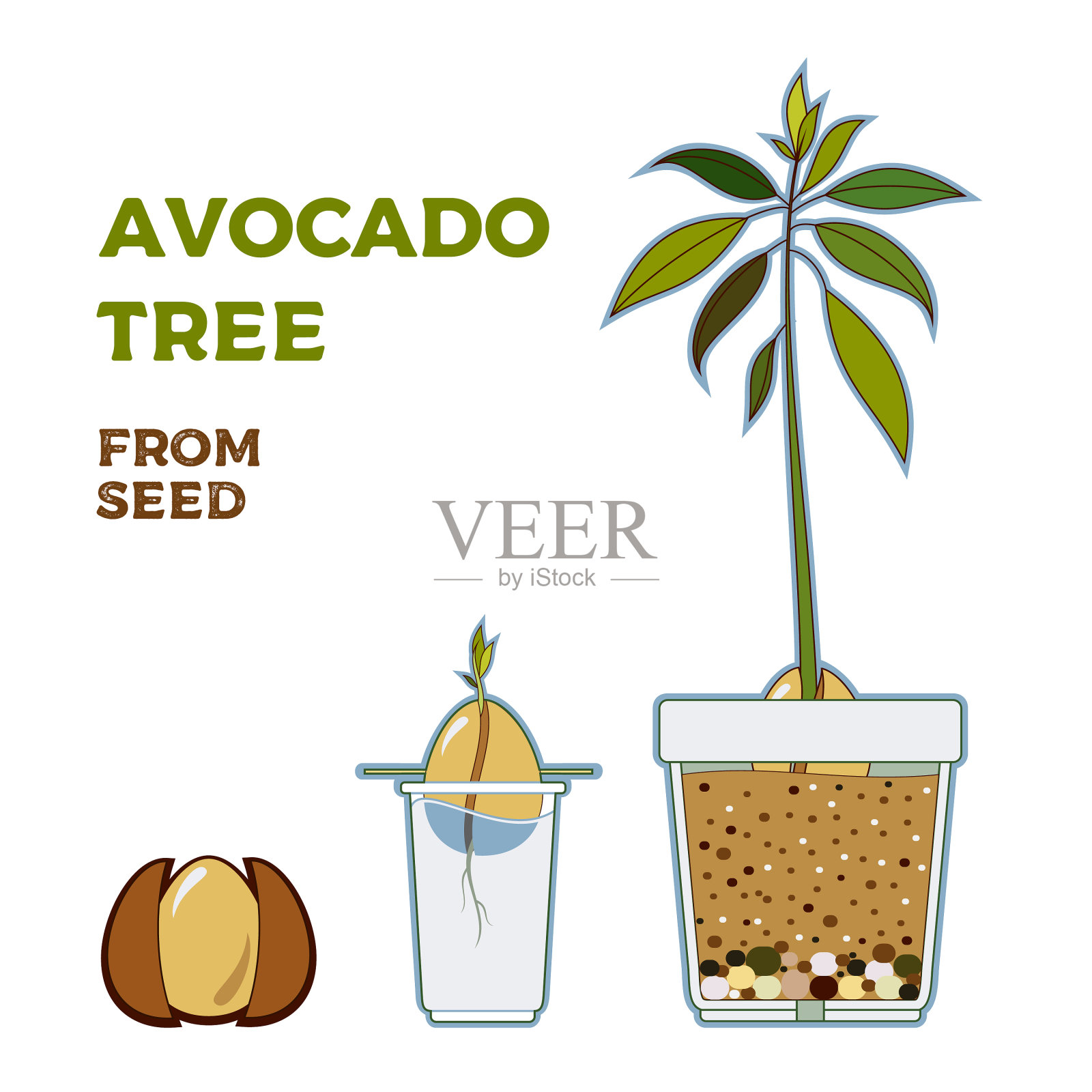 牛油果树生长指南海报绿色插画图片素材