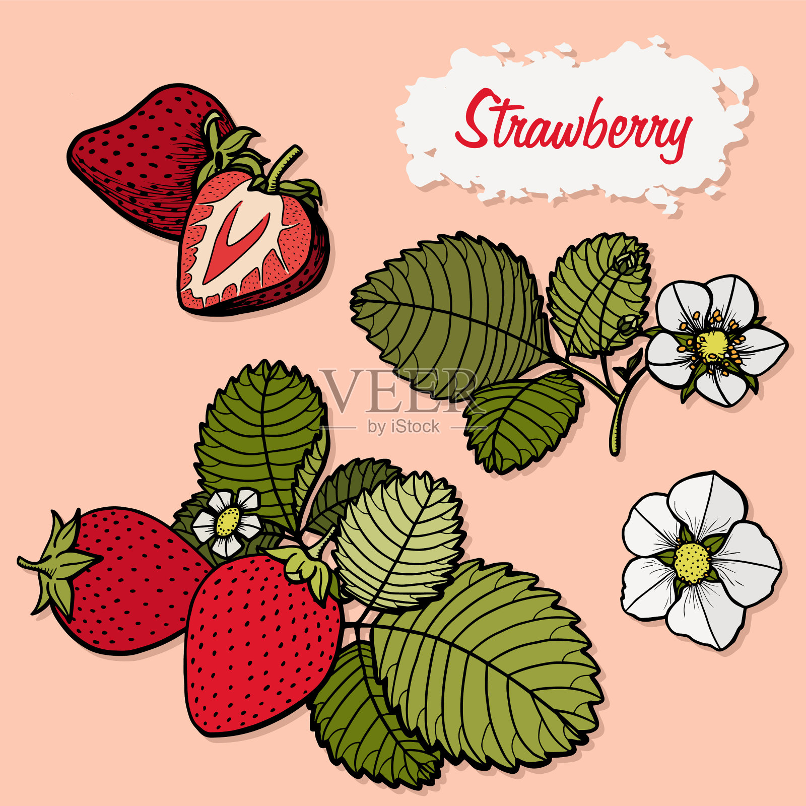 草莓画集孤立手绘插画图片素材