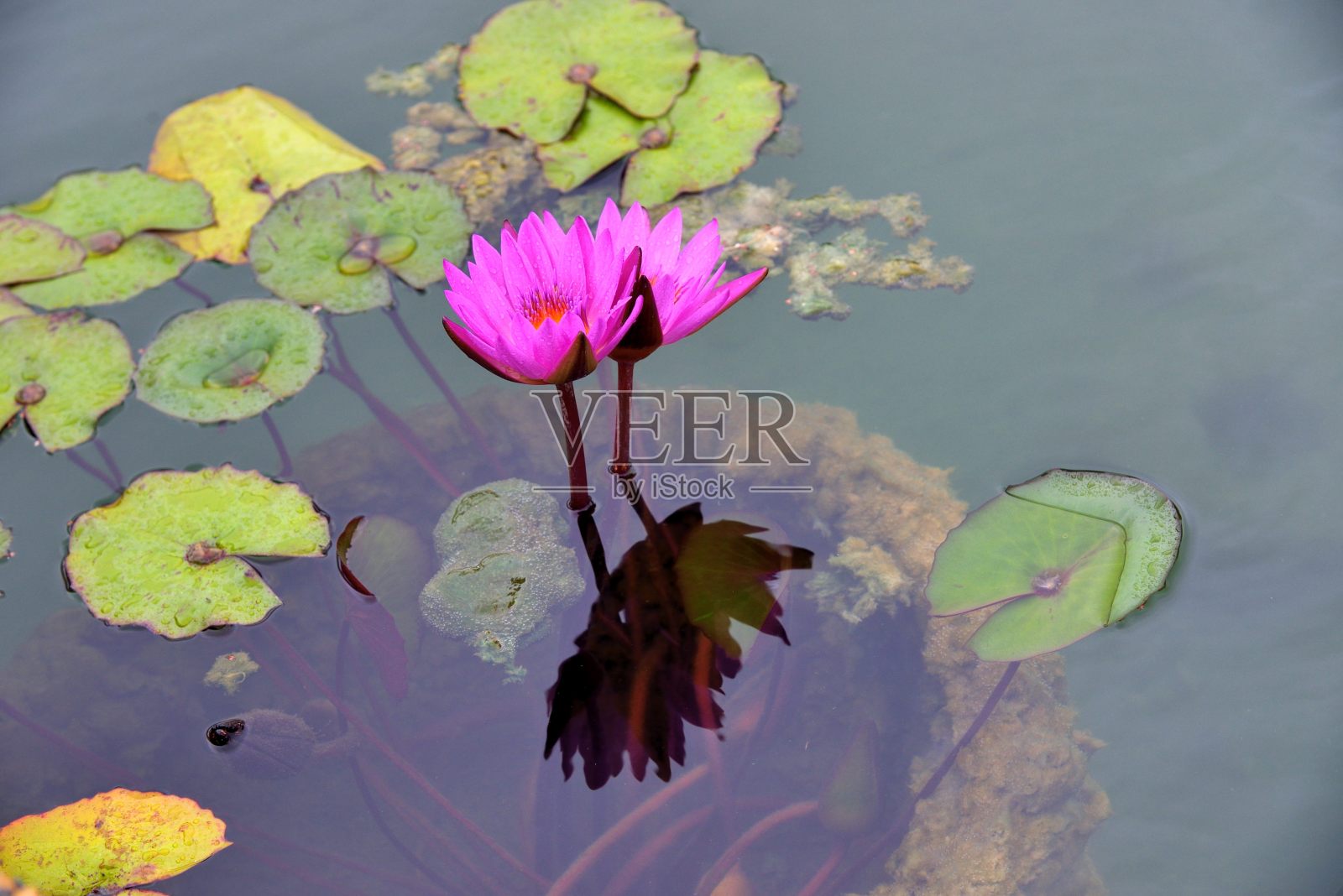 粉红百合照片摄影图片