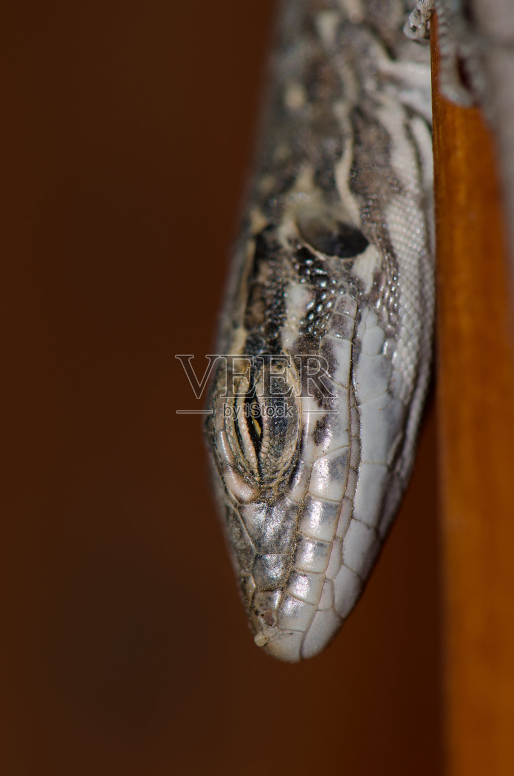 幼年的格兰卡纳利亚巨蜥Gallotia stehlini。照片摄影图片