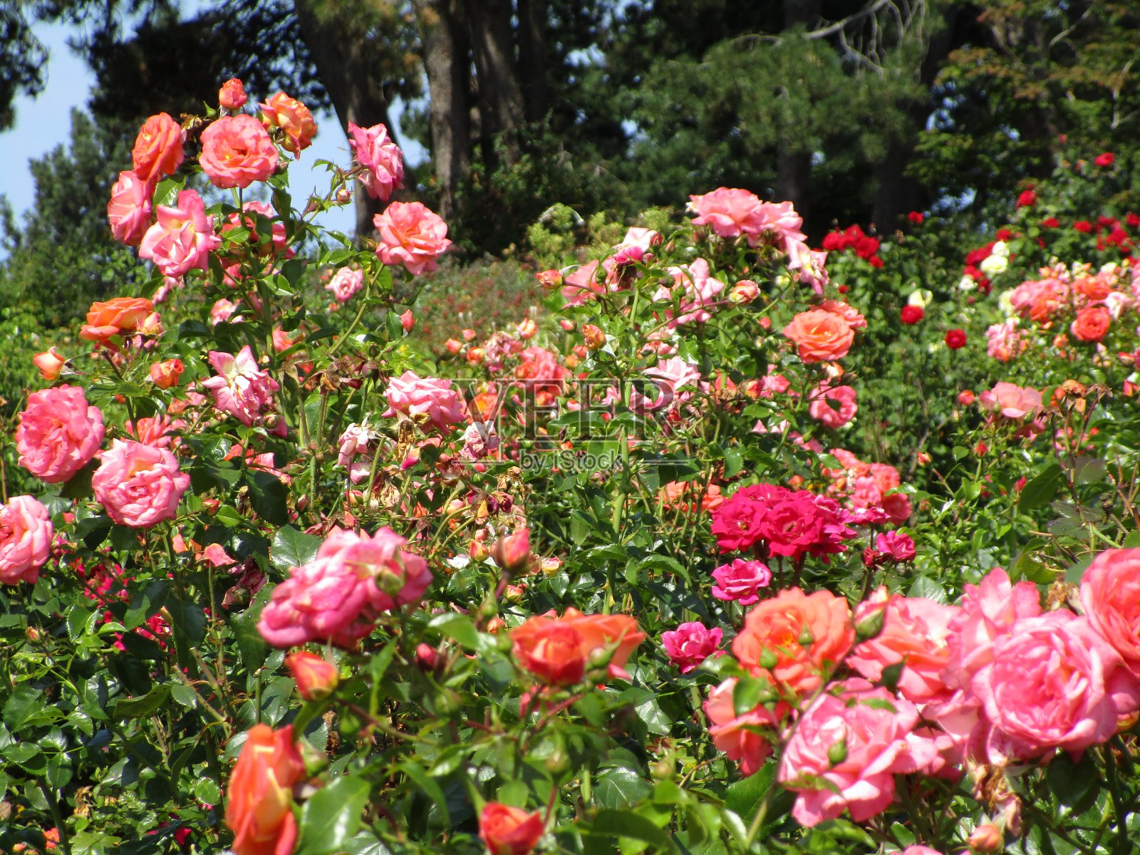 2020年，伊丽莎白女王公园玫瑰园的鲜艳粉红红玫瑰照片摄影图片