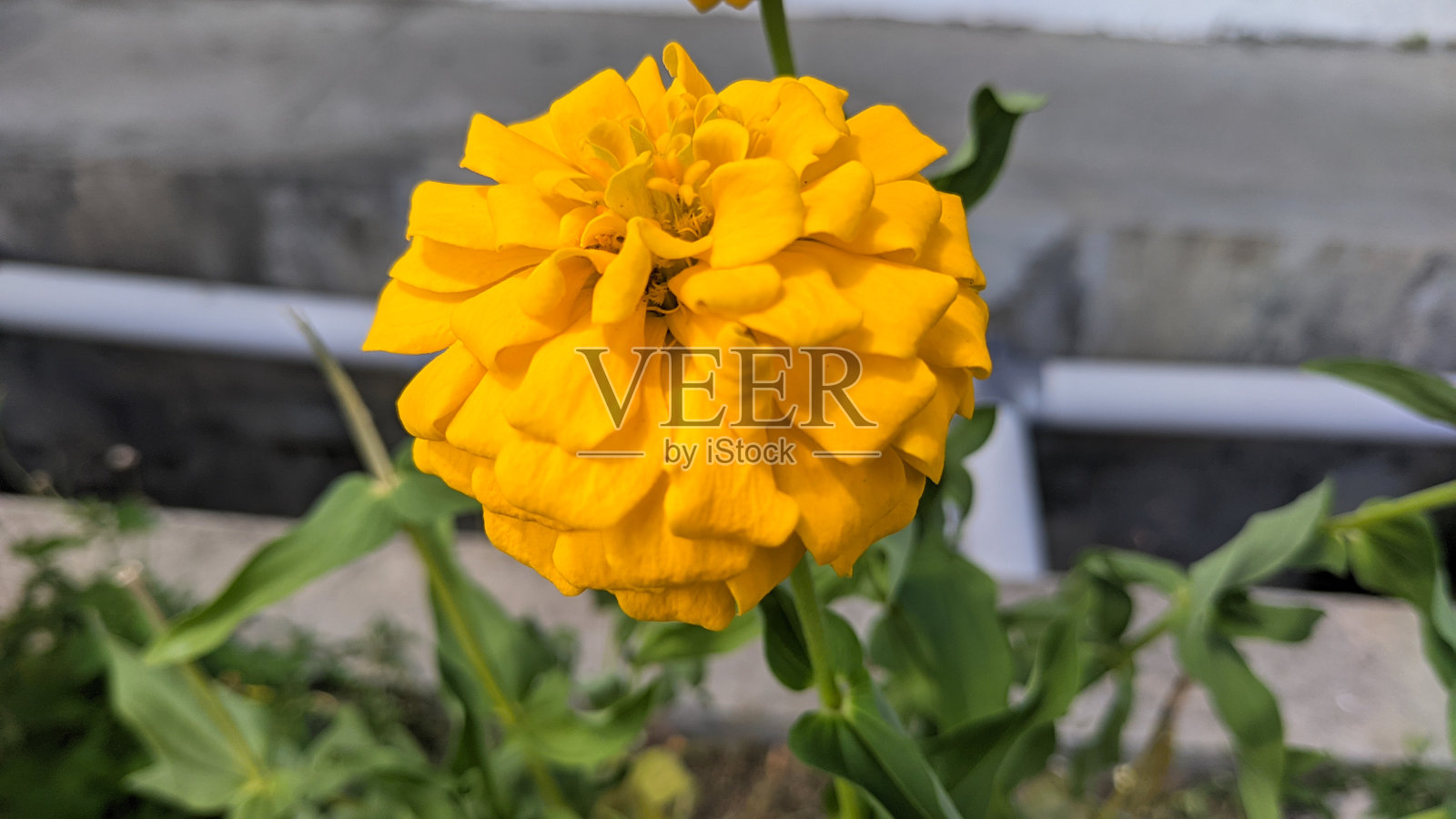 路边花第二部分照片摄影图片