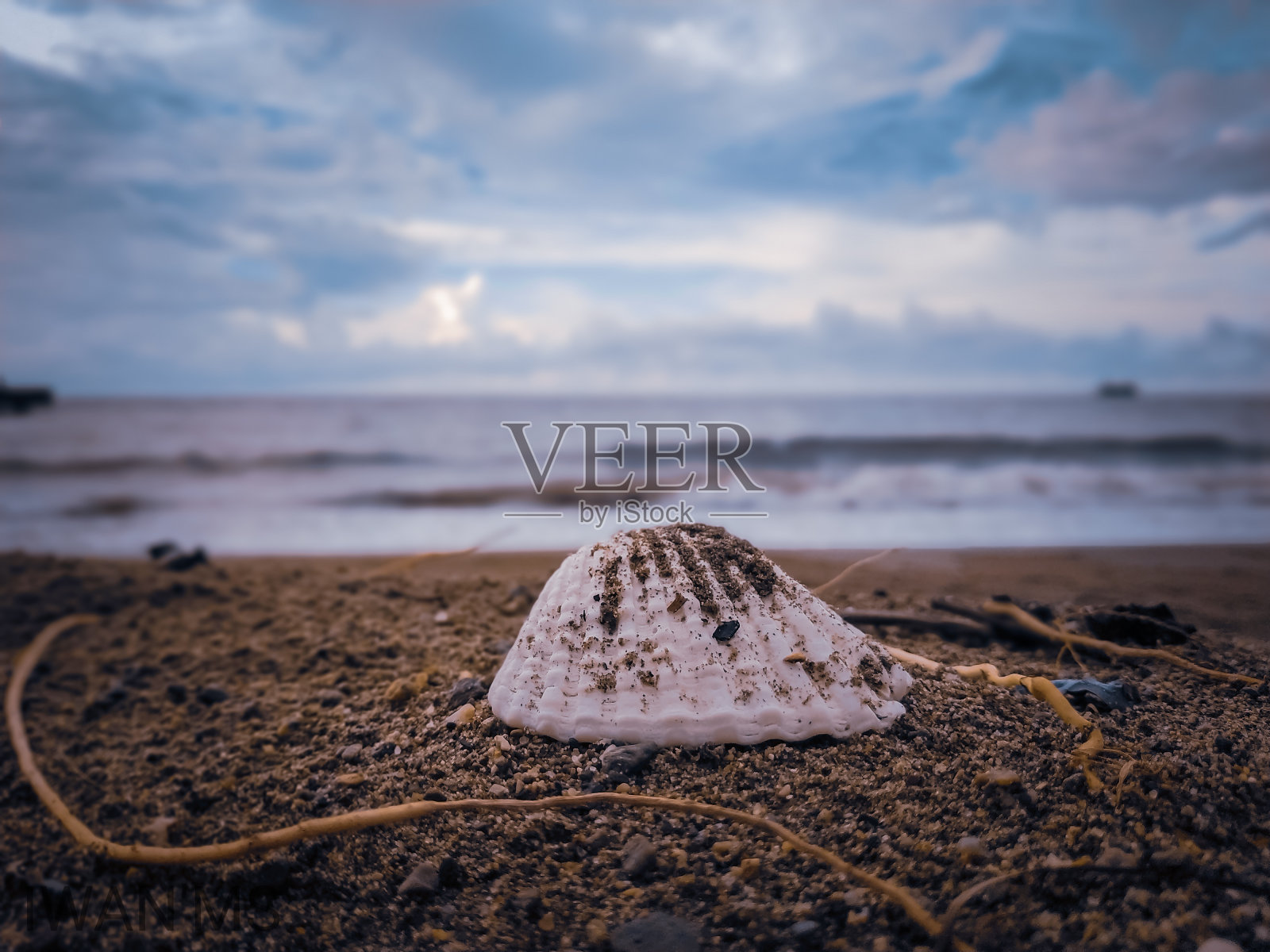 海滩上的蛤蜊照片摄影图片