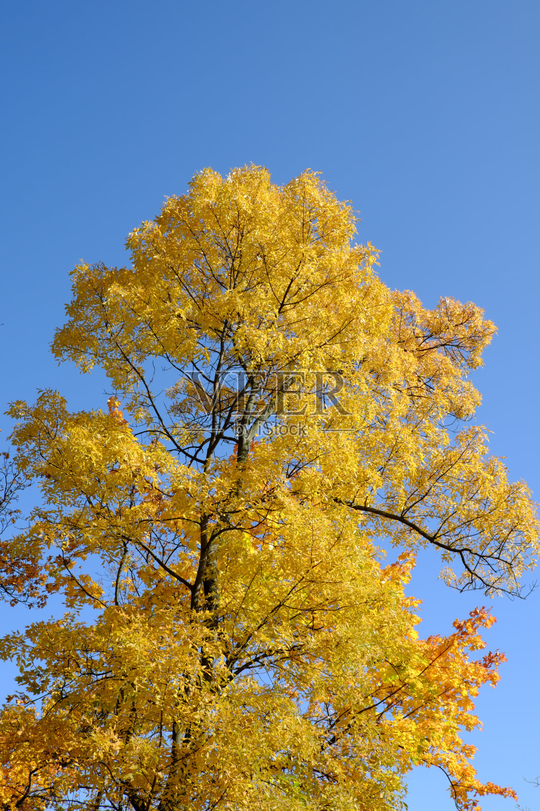 黄色的枫树映衬着天空。美丽的秋天的树。照片摄影图片
