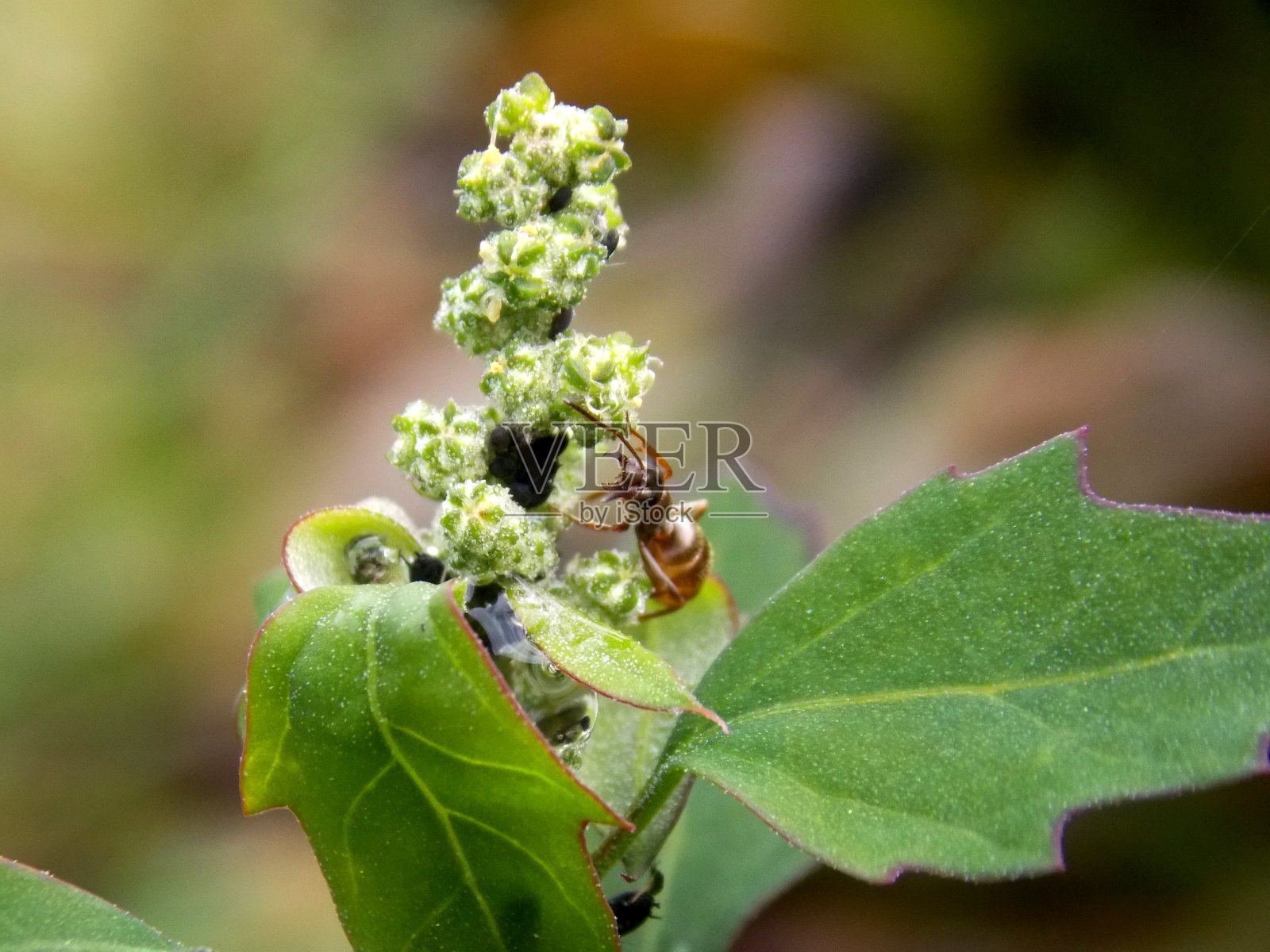 植物上的蚂蚁和植物虱子照片摄影图片