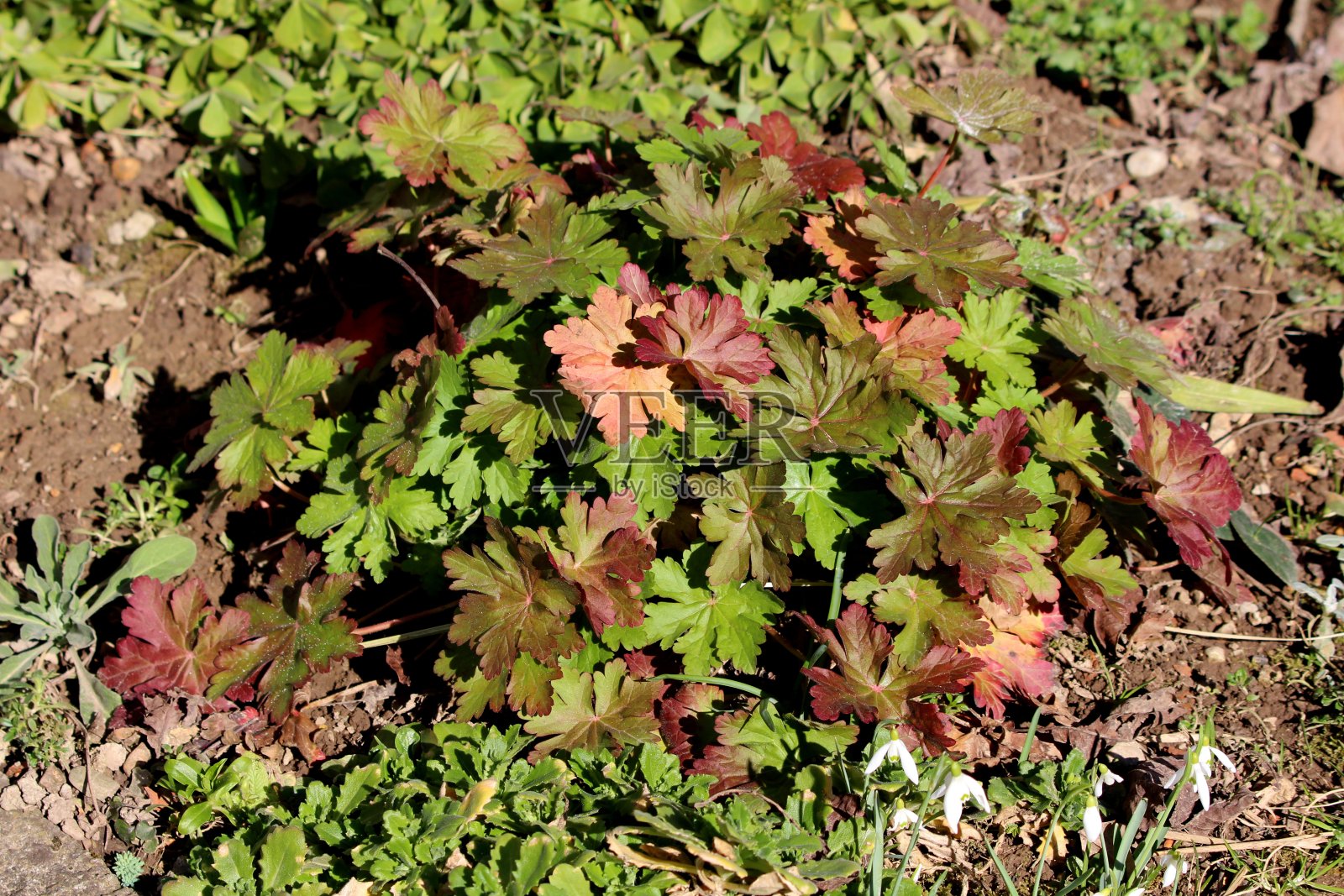 大根天竺葵或大根天竺葵属观赏开花植物，有大的绿色到暗红色裂片掌状叶照片摄影图片