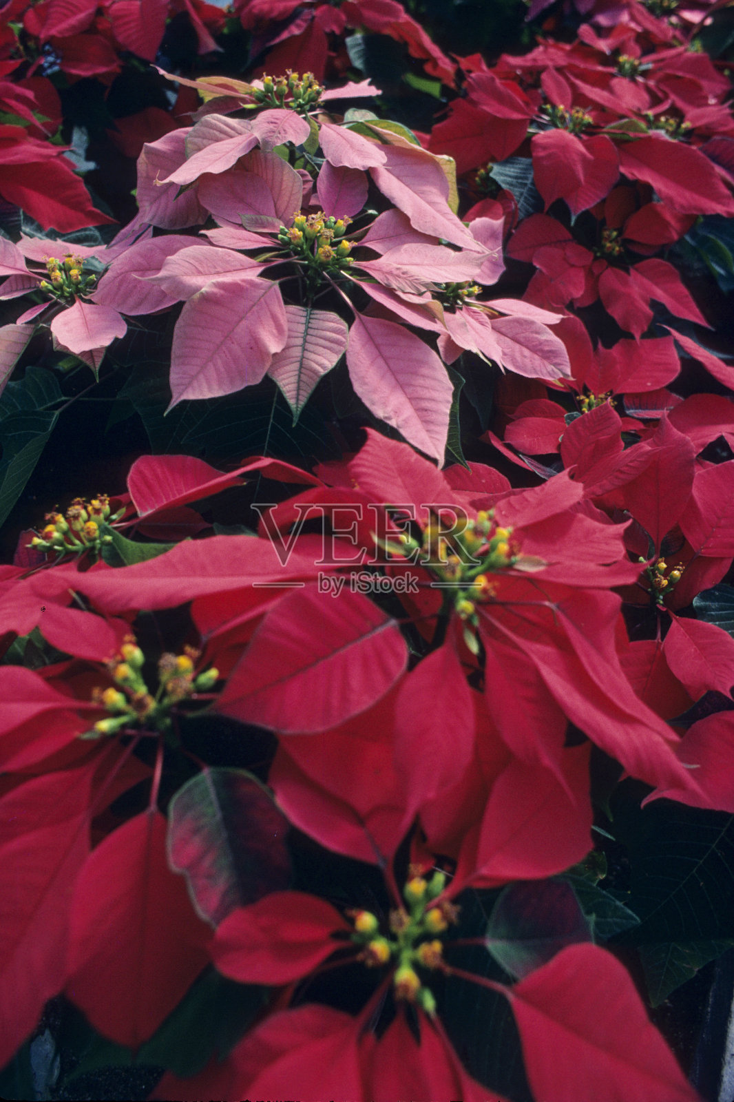 一品红照片摄影图片