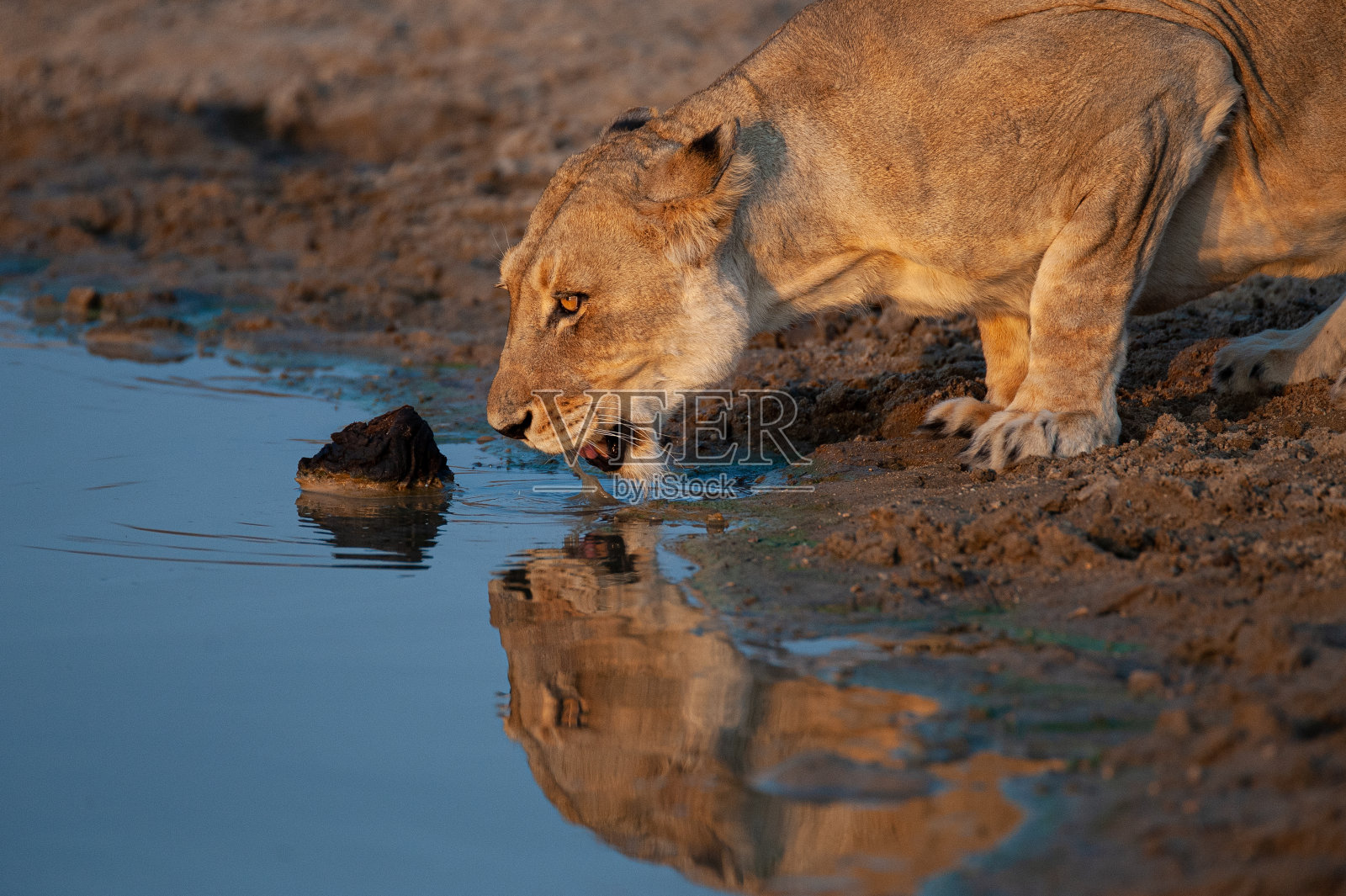 母狮子喝水照片摄影图片