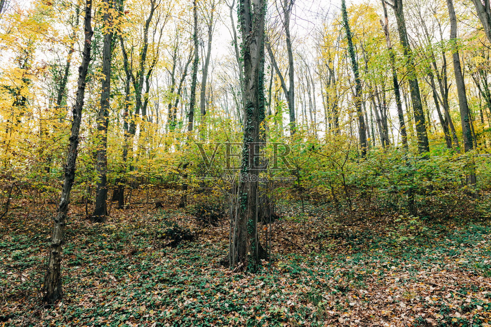 美丽的秋叶在森林里的树上照片摄影图片