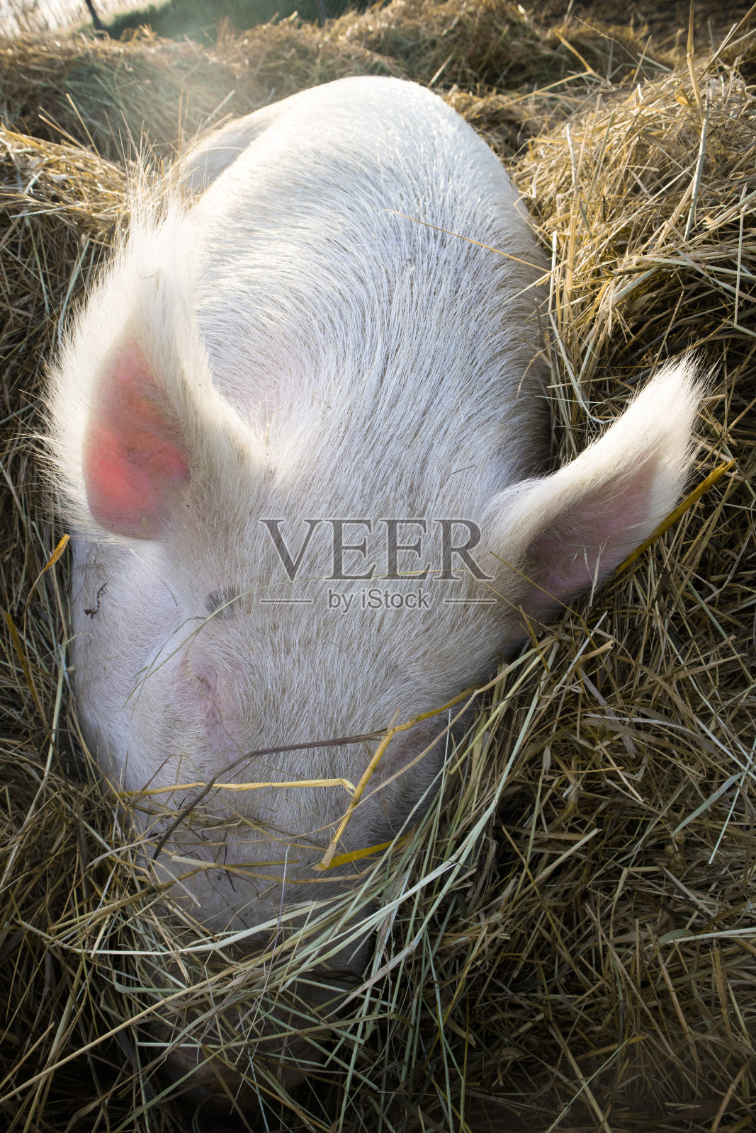 猪的其余部分在稻草床上照片摄影图片