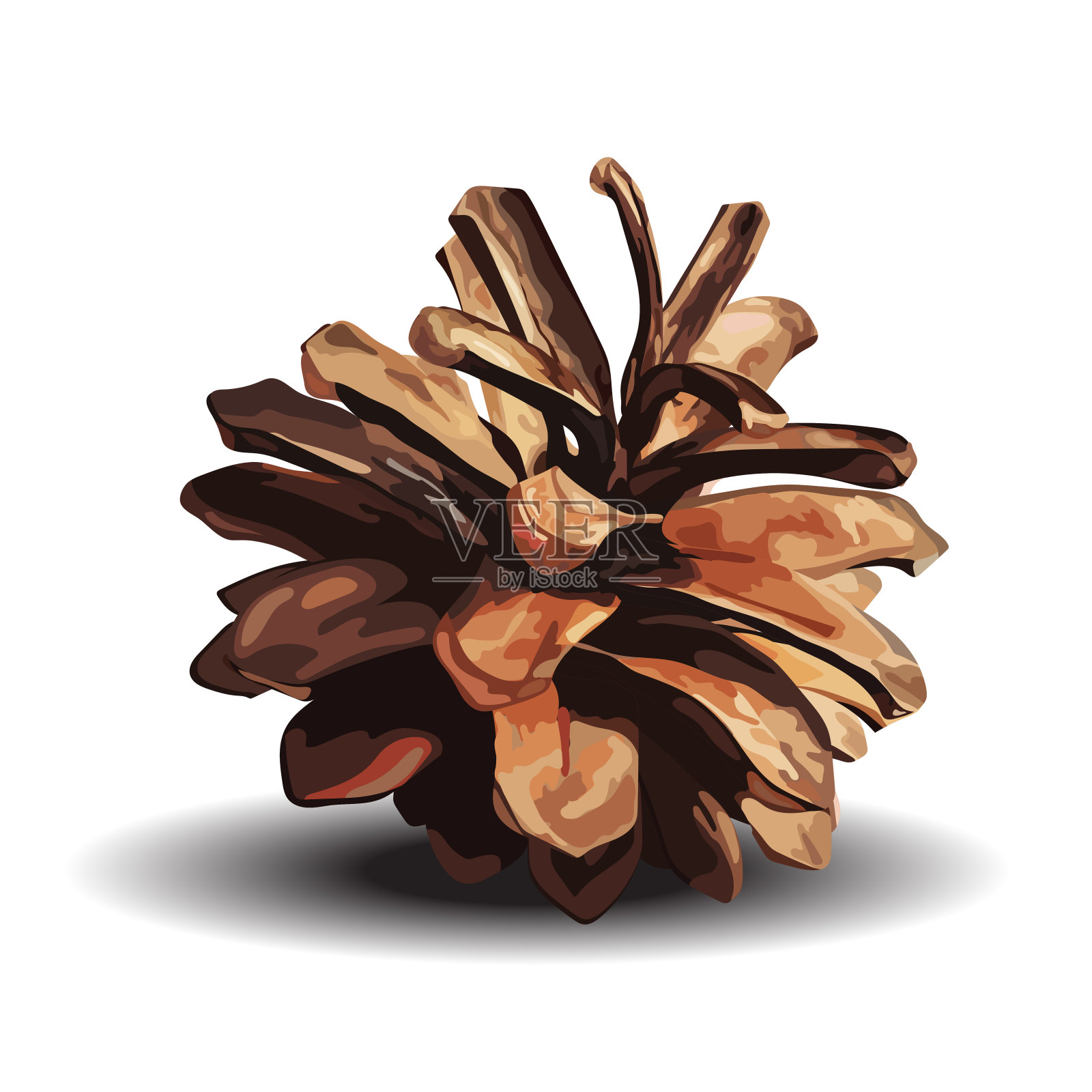棕色的松果。矢量插图孤立在白色上插画图片素材