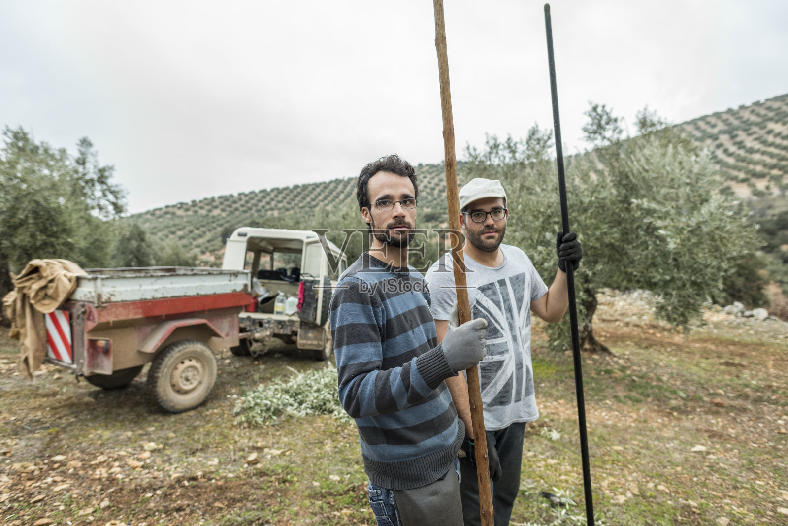 农业工人拿着棍子摇晃橄榄树照片摄影图片